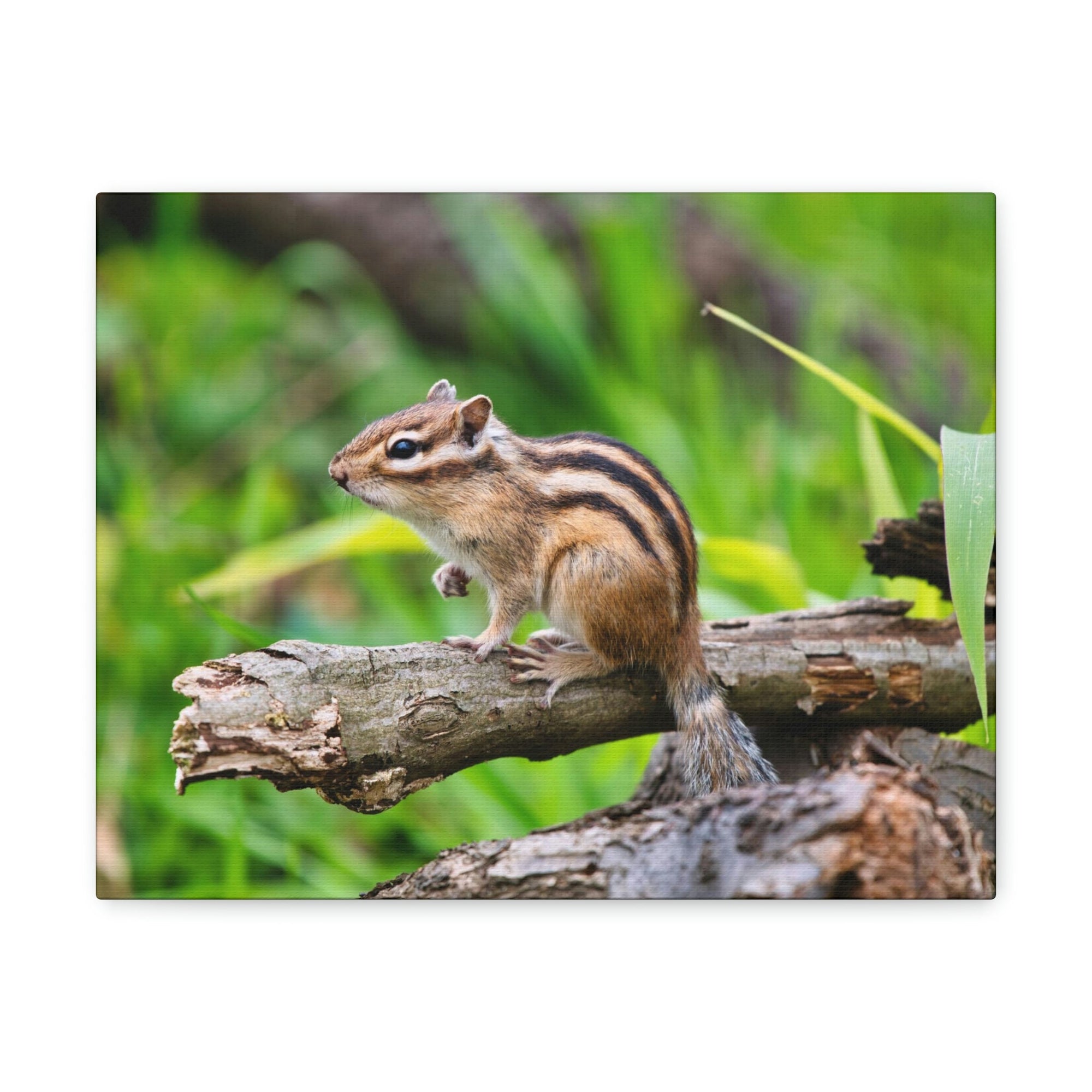 Scripture Walls Majestic Chipmunk Art Majestic Chipmunk Print Animal Wall Art Wildlife Canvas Prints Wall Art Ready to Hang Unframed-Express Your Love Gifts