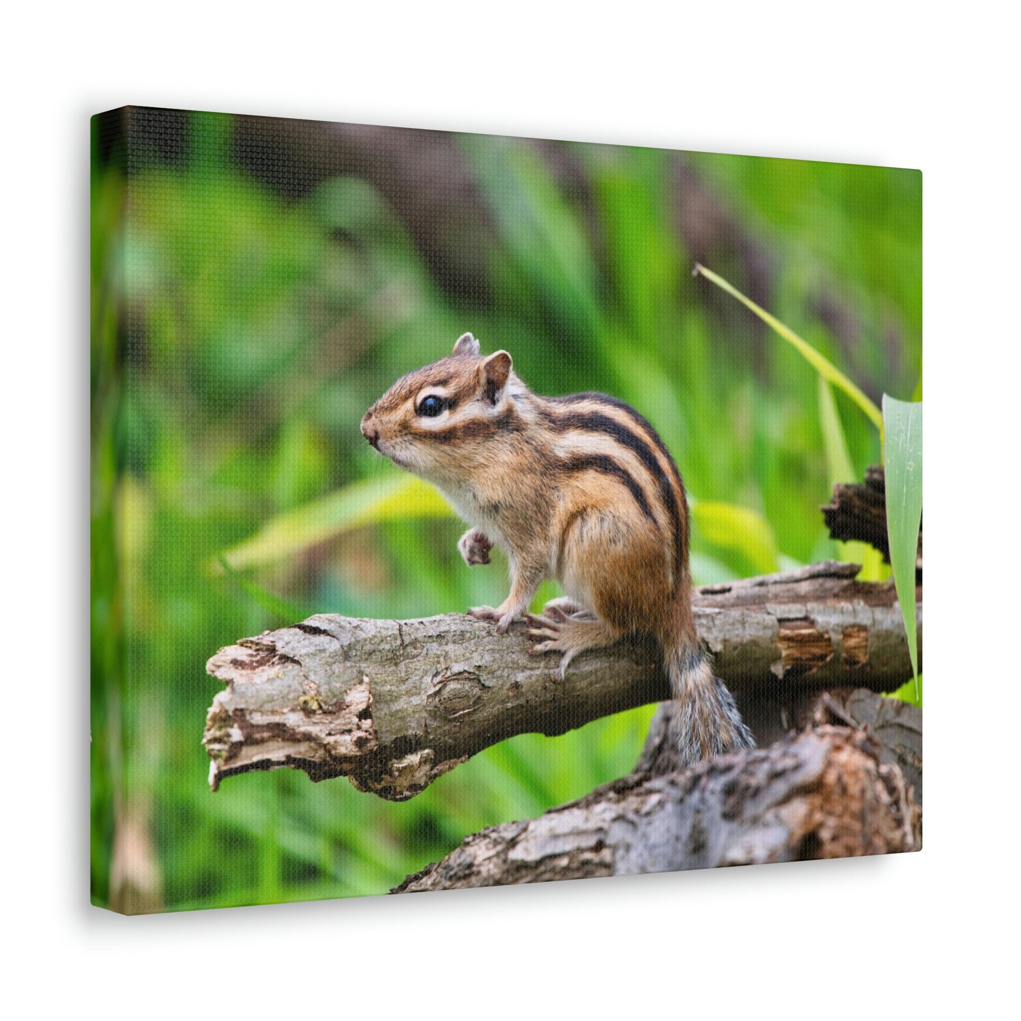 Scripture Walls Majestic Chipmunk Art Majestic Chipmunk Print Animal Wall Art Wildlife Canvas Prints Wall Art Ready to Hang Unframed-Express Your Love Gifts