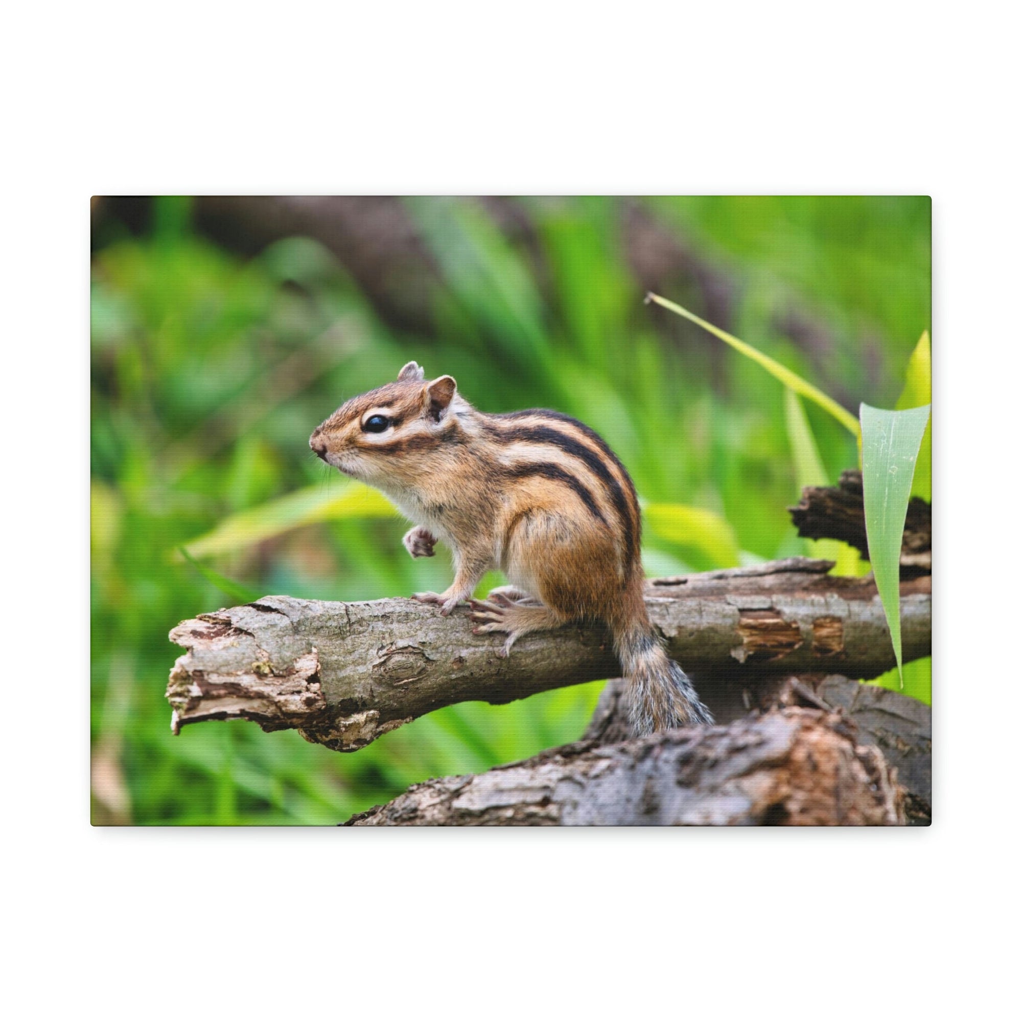 Scripture Walls Majestic Chipmunk Art Majestic Chipmunk Print Animal Wall Art Wildlife Canvas Prints Wall Art Ready to Hang Unframed-Express Your Love Gifts