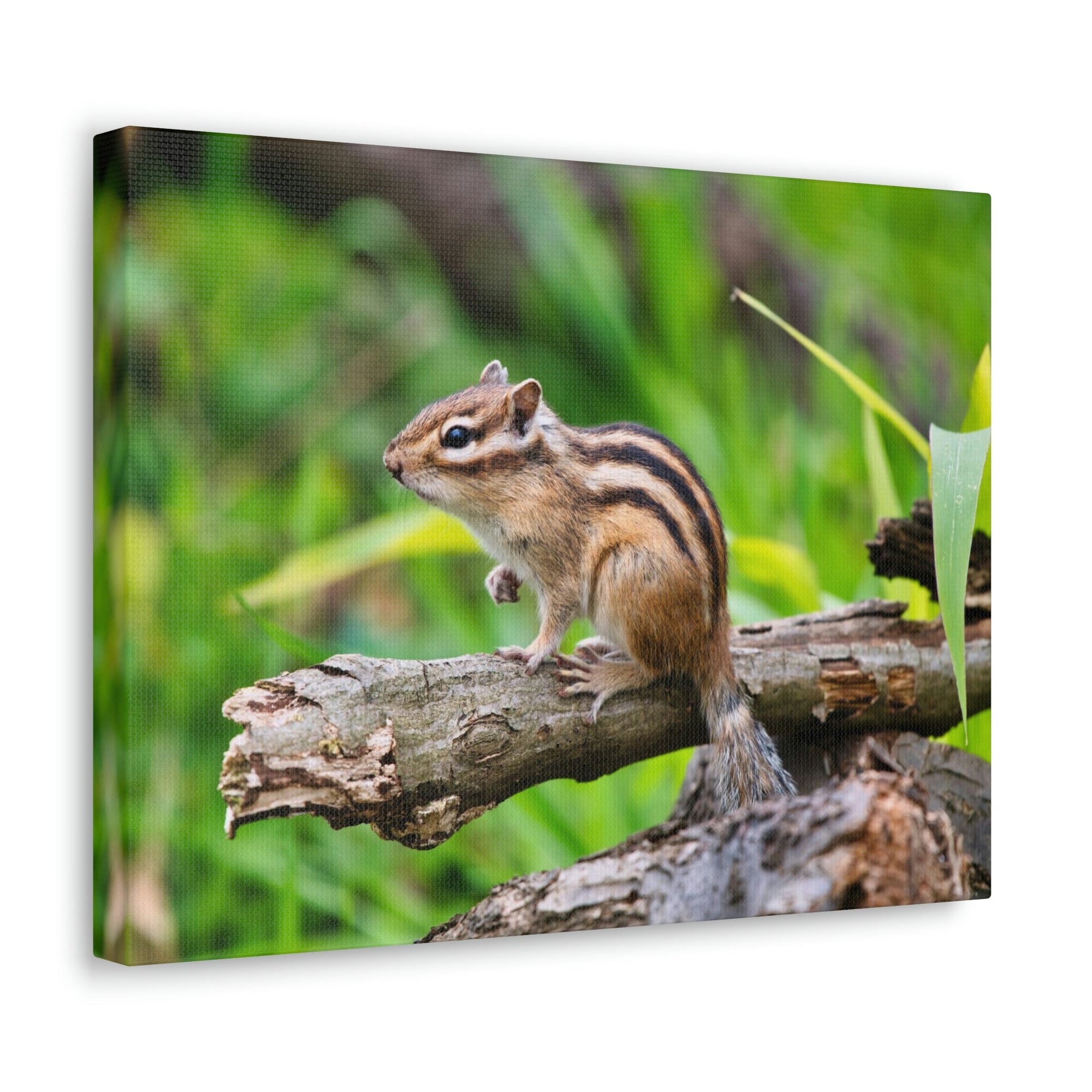 Scripture Walls Majestic Chipmunk Art Majestic Chipmunk Print Animal Wall Art Wildlife Canvas Prints Wall Art Ready to Hang Unframed-Express Your Love Gifts