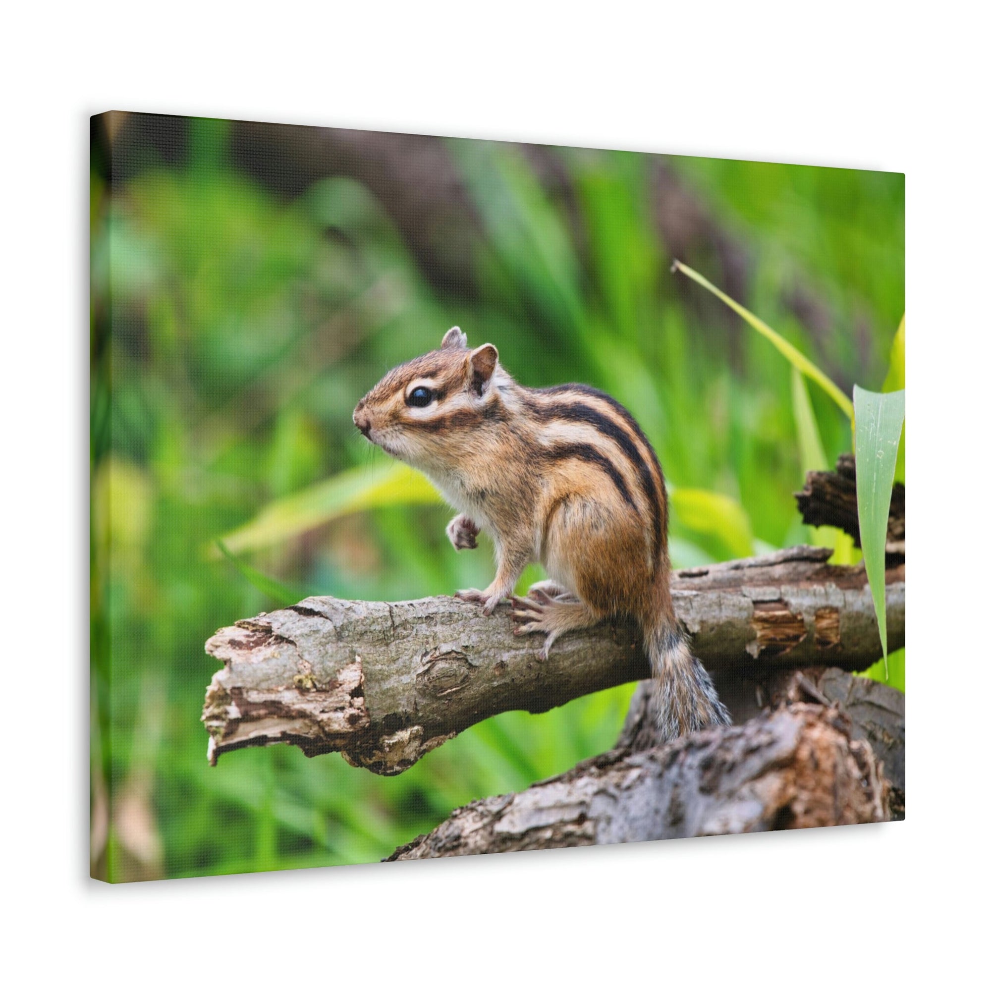 Scripture Walls Majestic Chipmunk Art Majestic Chipmunk Print Animal Wall Art Wildlife Canvas Prints Wall Art Ready to Hang Unframed-Express Your Love Gifts