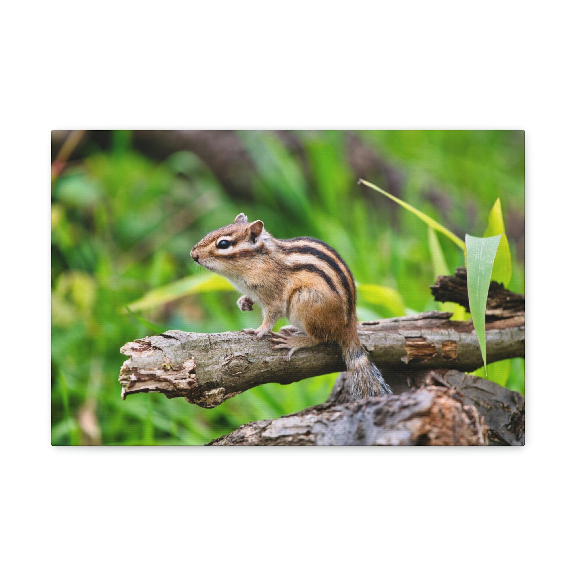 Scripture Walls Majestic Chipmunk Art Majestic Chipmunk Print Animal Wall Art Wildlife Canvas Prints Wall Art Ready to Hang Unframed-Express Your Love Gifts