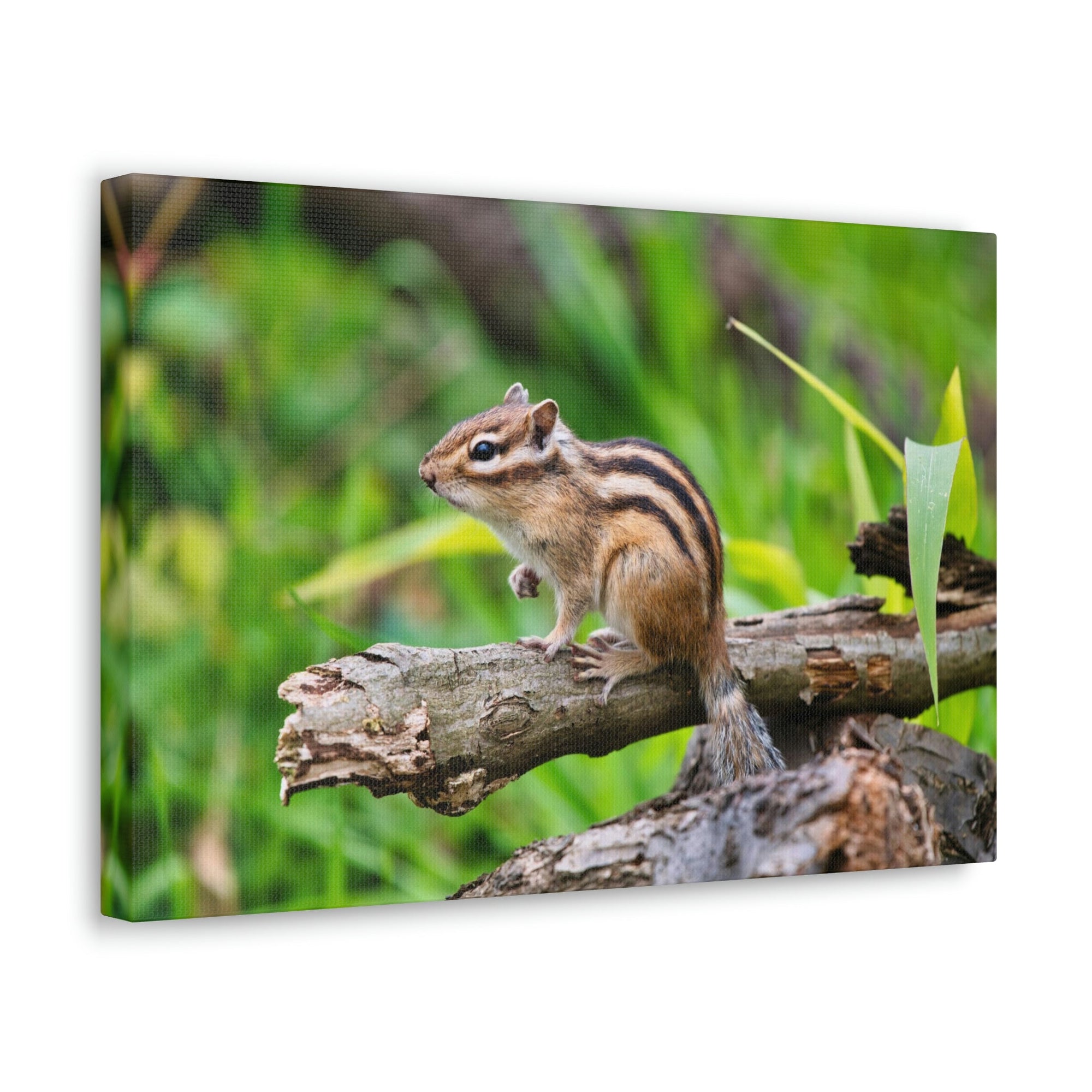 Scripture Walls Majestic Chipmunk Art Majestic Chipmunk Print Animal Wall Art Wildlife Canvas Prints Wall Art Ready to Hang Unframed-Express Your Love Gifts