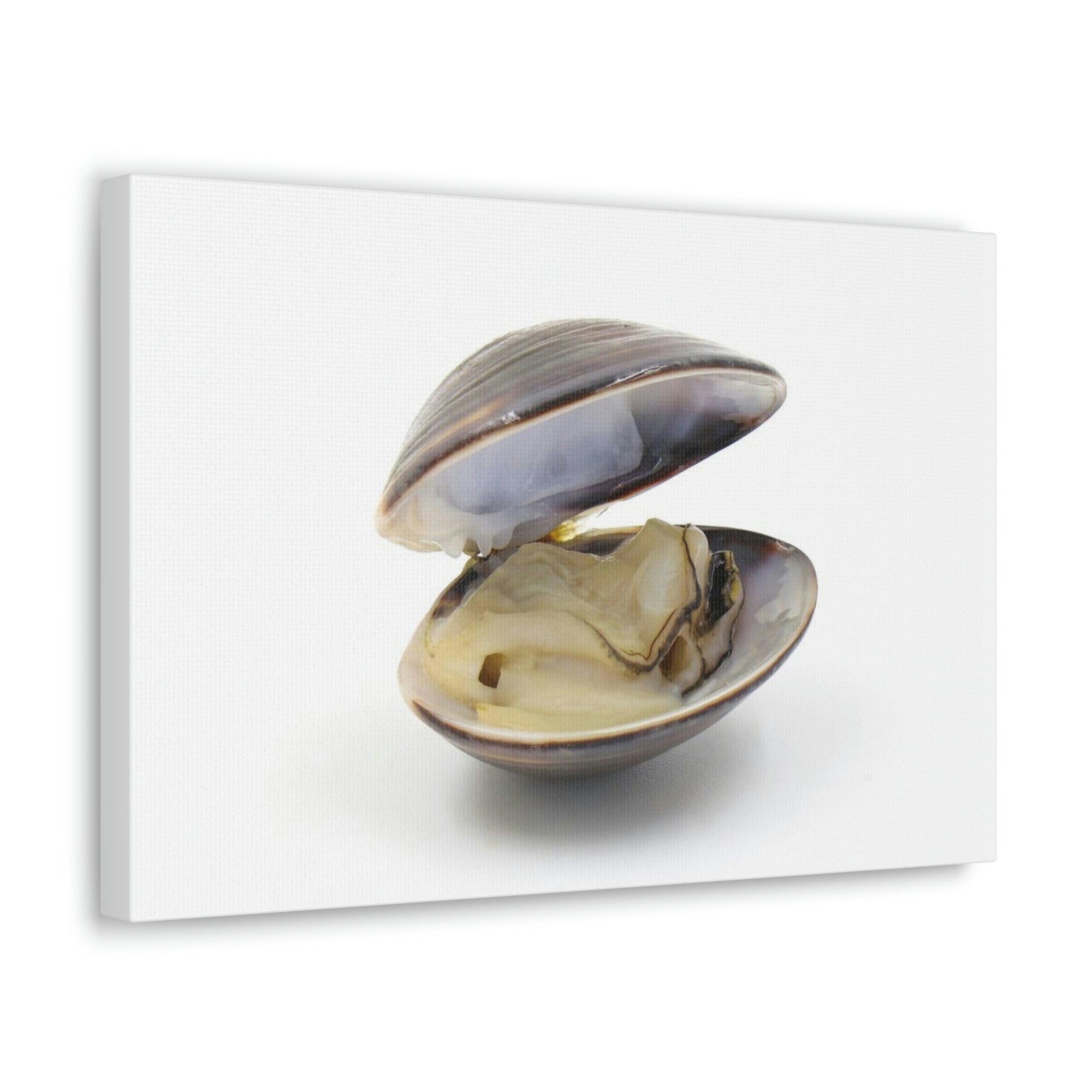 Scripture Walls Majestic Clam Art Majestic Clam Print Animal Wall Art Wildlife Canvas Prints Wall Art Ready to Hang Unframed-Express Your Love Gifts