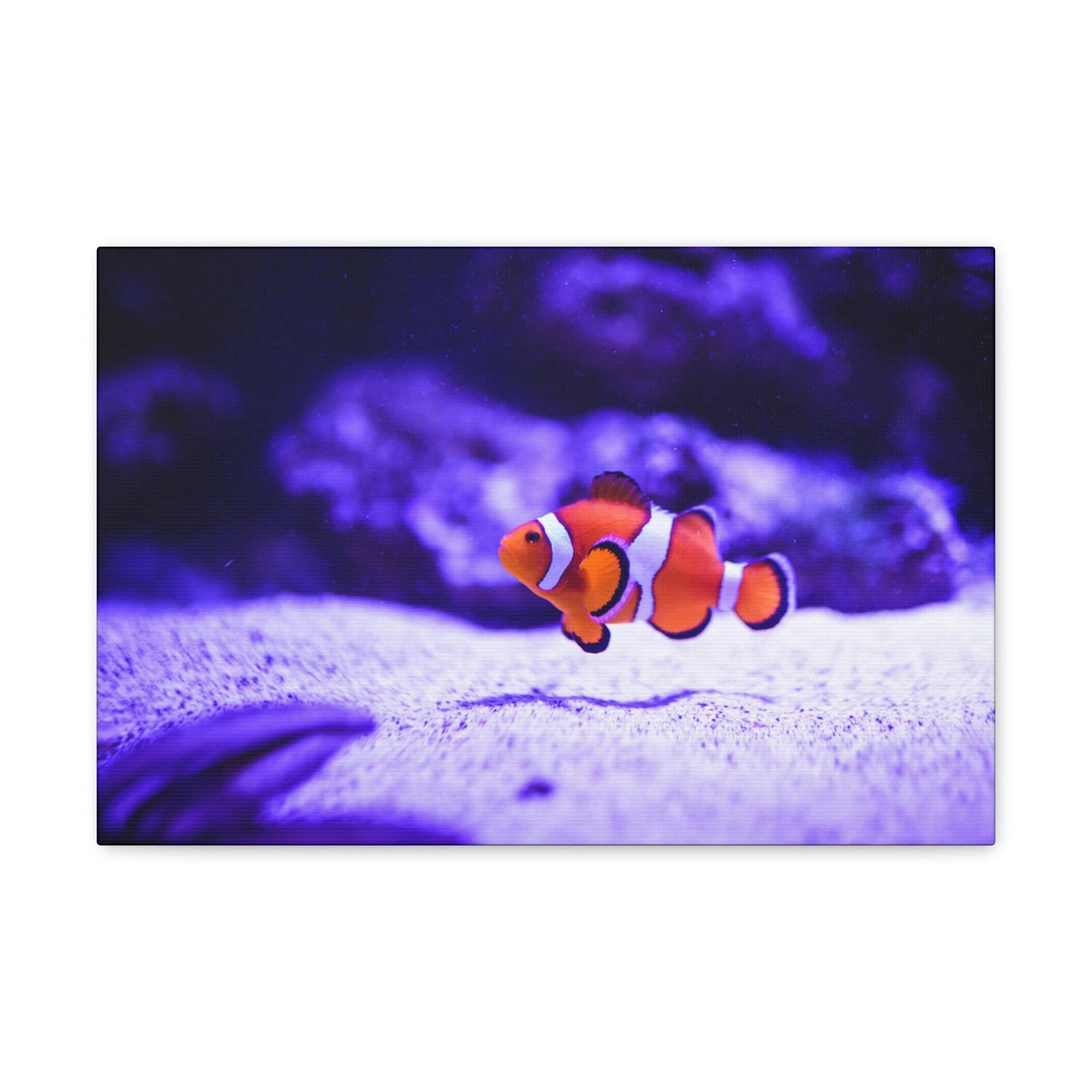 Scripture Walls Majestic Clown Fish Art Majestic Clown Fish Print Animal Wall Art Wildlife Canvas Prints Wall Art Ready to Hang Unframed-Express Your Love Gifts