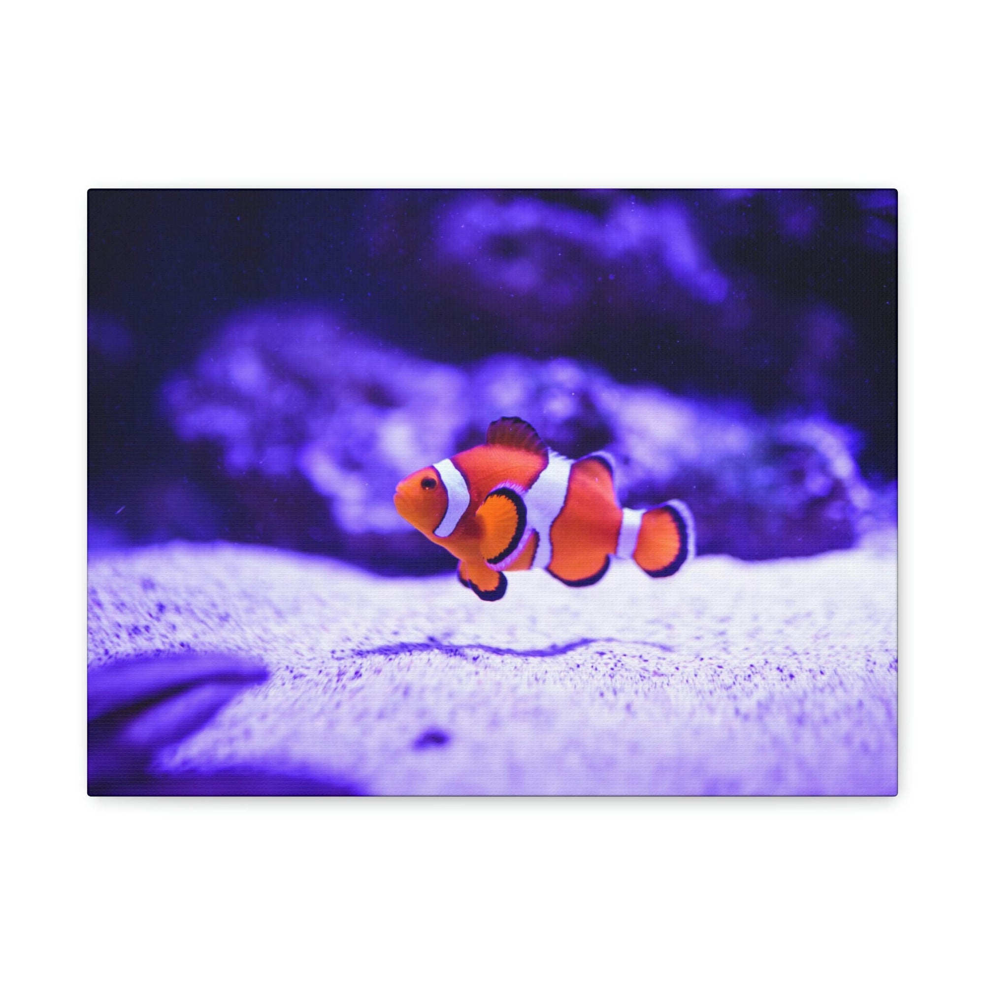 Scripture Walls Majestic Clown Fish Art Majestic Clown Fish Print Animal Wall Art Wildlife Canvas Prints Wall Art Ready to Hang Unframed-Express Your Love Gifts