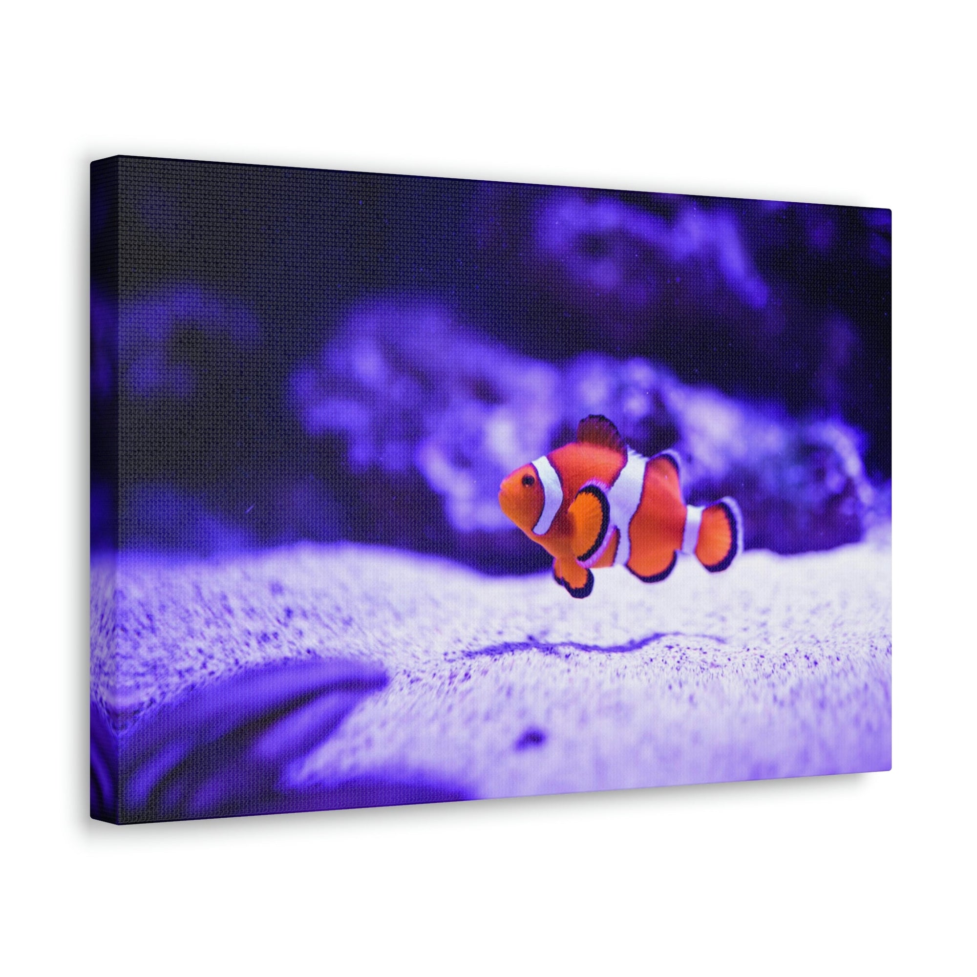 Scripture Walls Majestic Clown Fish Art Majestic Clown Fish Print Animal Wall Art Wildlife Canvas Prints Wall Art Ready to Hang Unframed-Express Your Love Gifts