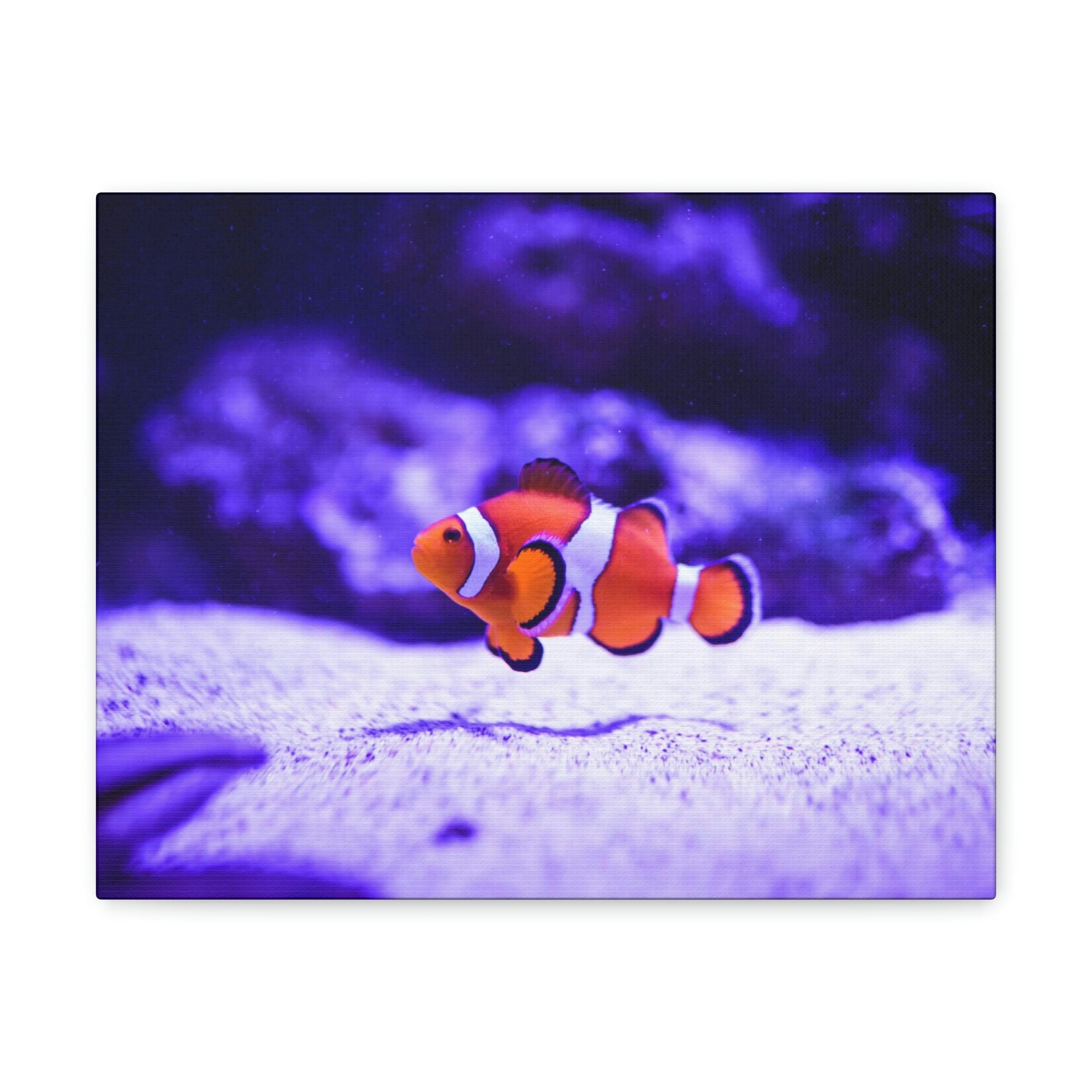 Scripture Walls Majestic Clown Fish Art Majestic Clown Fish Print Animal Wall Art Wildlife Canvas Prints Wall Art Ready to Hang Unframed-Express Your Love Gifts