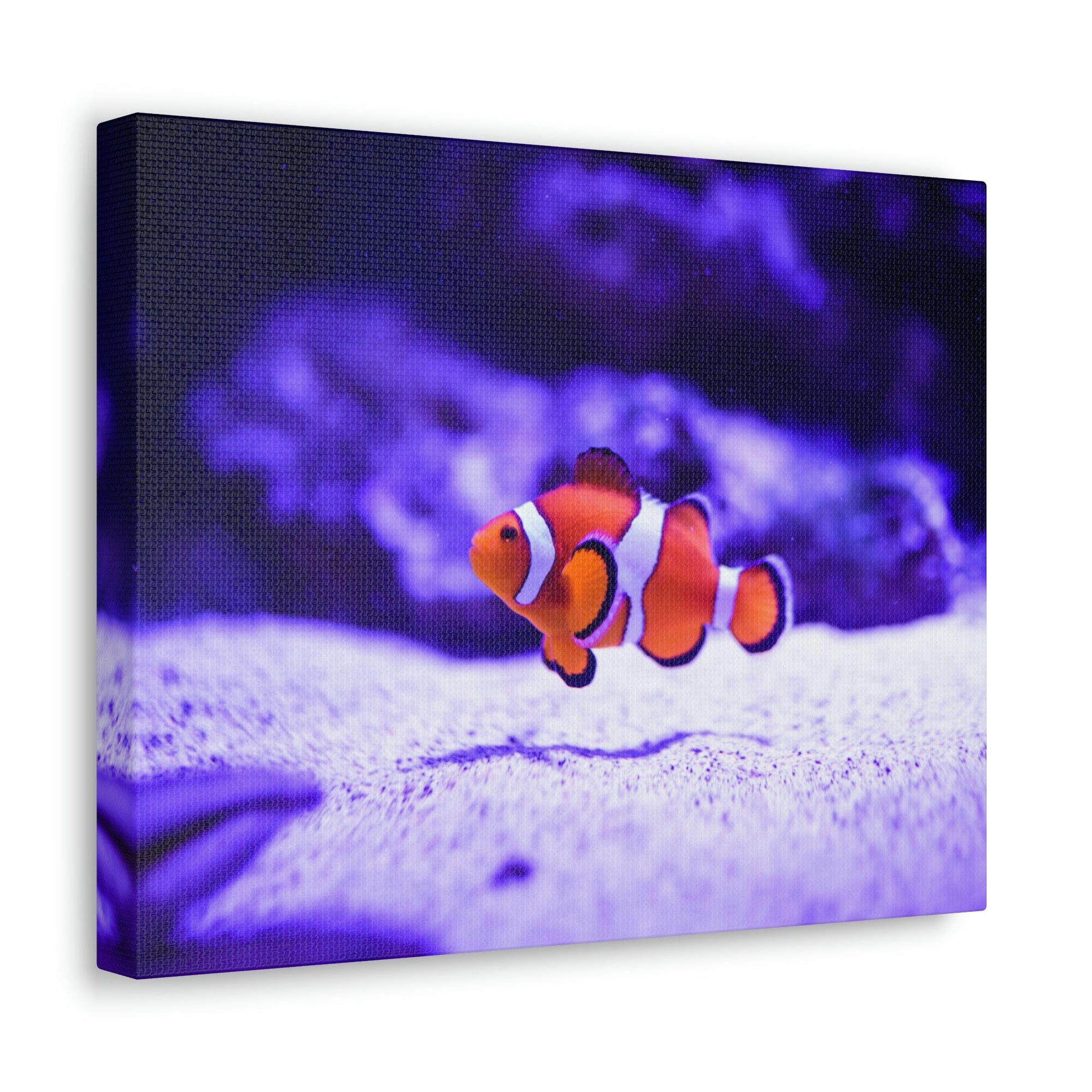 Scripture Walls Majestic Clown Fish Art Majestic Clown Fish Print Animal Wall Art Wildlife Canvas Prints Wall Art Ready to Hang Unframed-Express Your Love Gifts