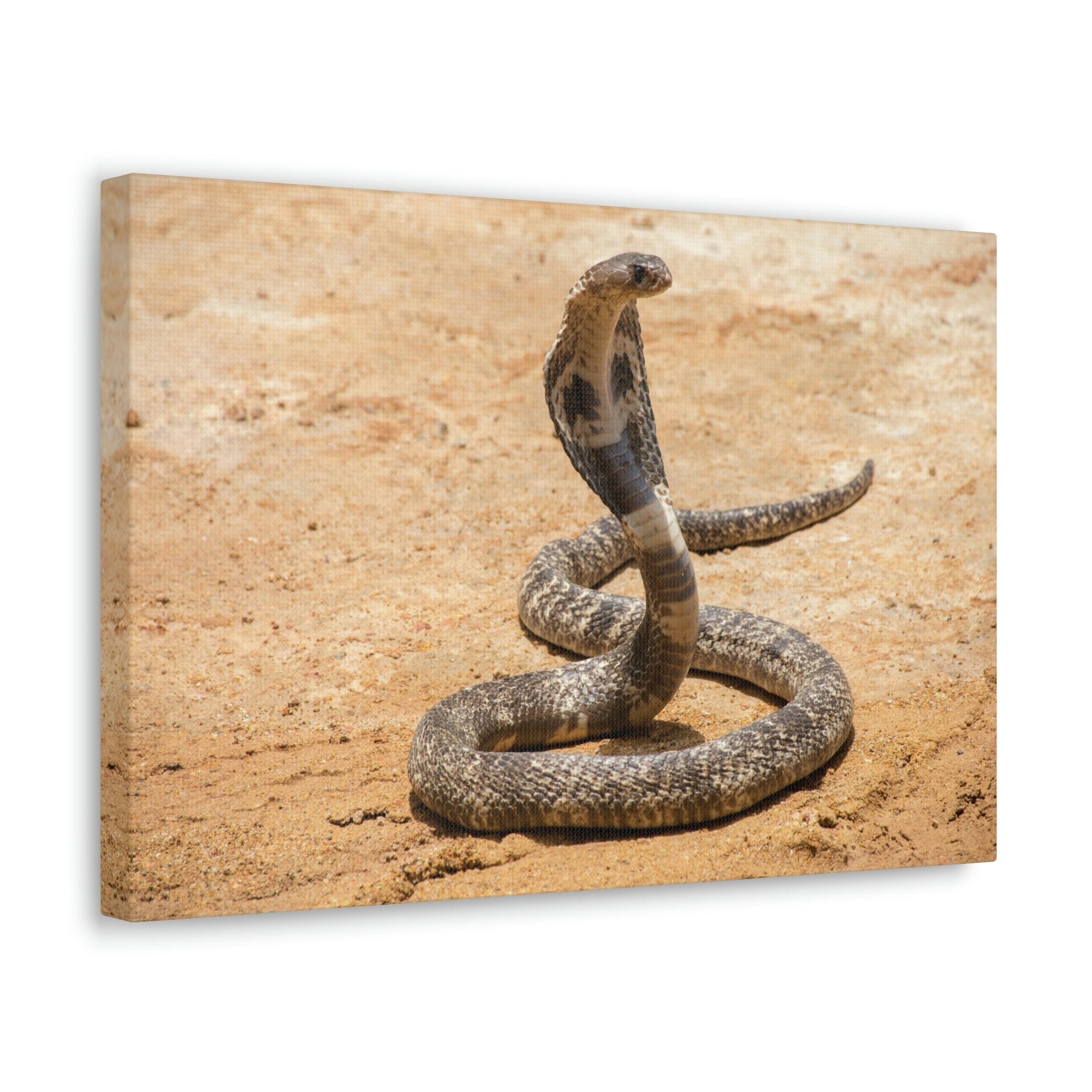 Scripture Walls Majestic Cobra Art Majestic Cobra Print Animal Wall Art Wildlife Canvas Prints Wall Art Ready to Hang Unframed-Express Your Love Gifts