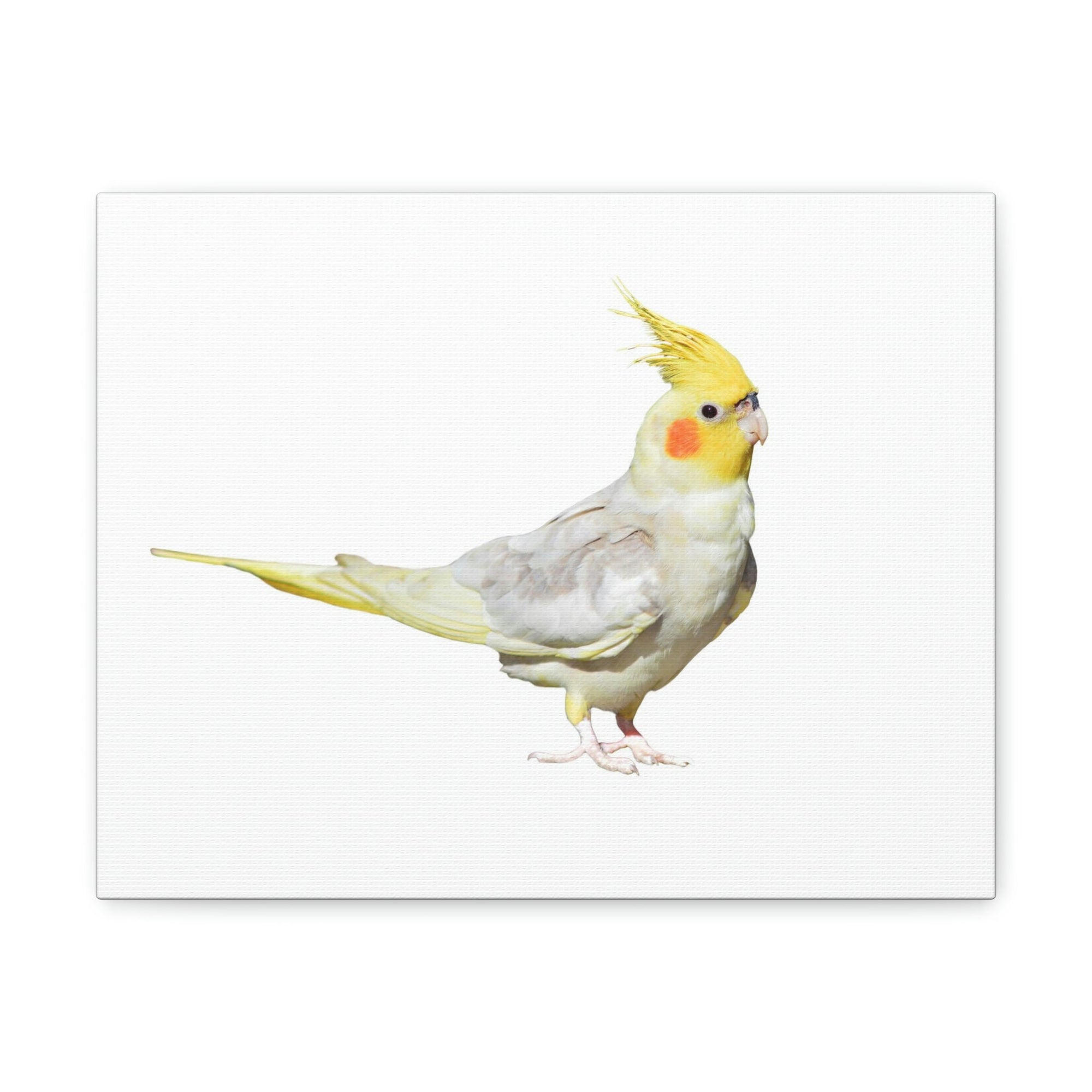 Scripture Walls Majestic Cockatiel Art Majestic Cockatiel Print Animal Wall Art Wildlife Canvas Prints Wall Art Ready to Hang Unframed-Express Your Love Gifts