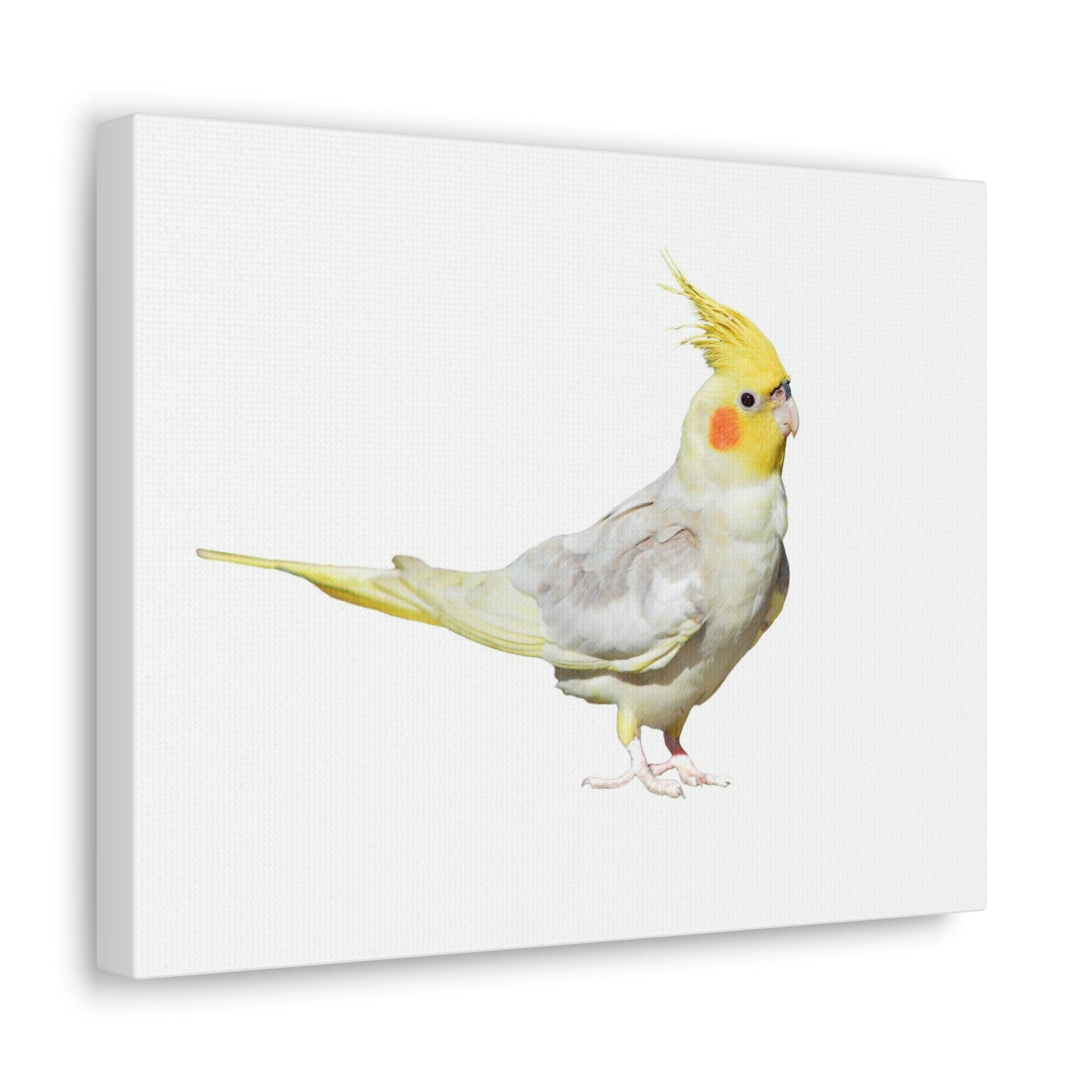 Scripture Walls Majestic Cockatiel Art Majestic Cockatiel Print Animal Wall Art Wildlife Canvas Prints Wall Art Ready to Hang Unframed-Express Your Love Gifts