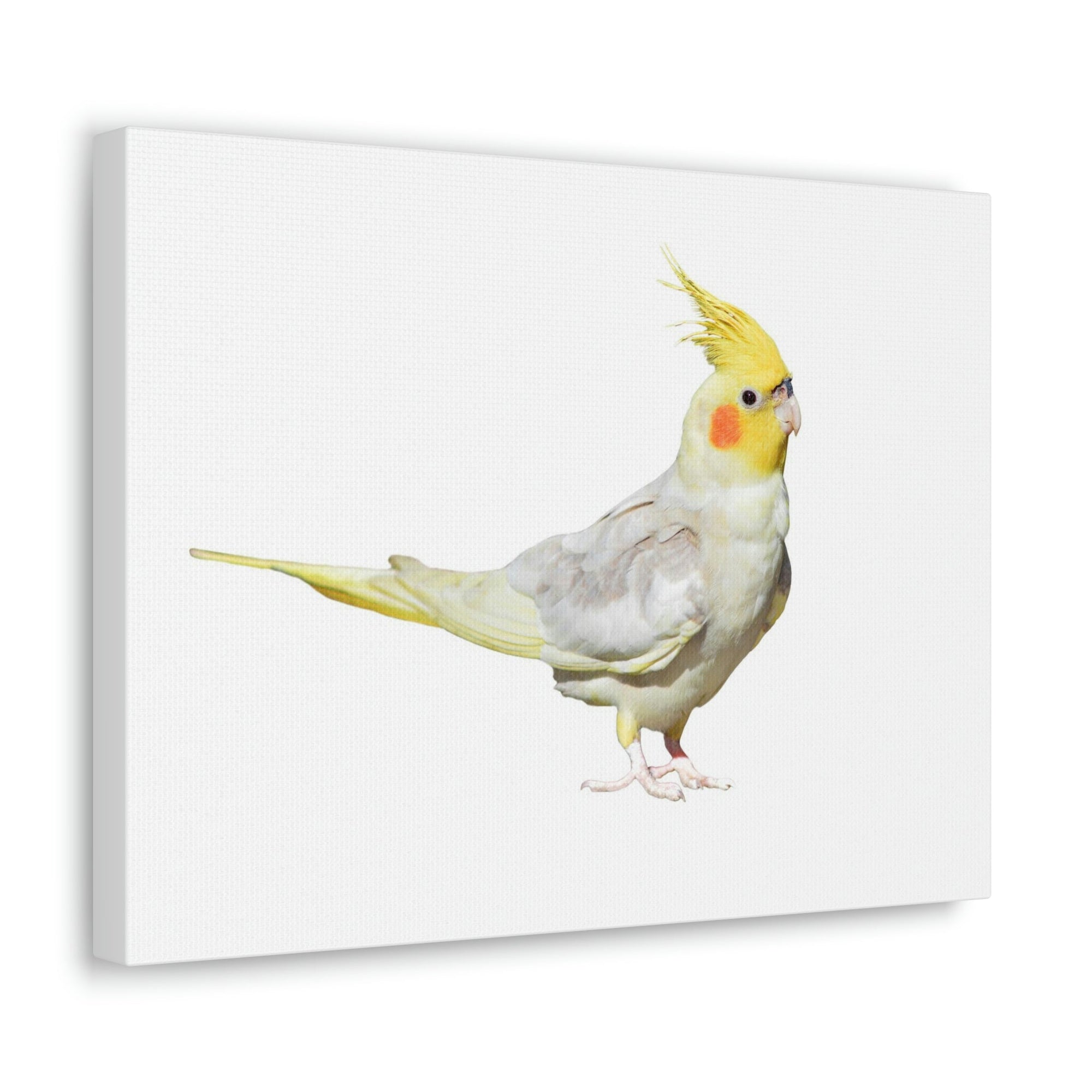 Scripture Walls Majestic Cockatiel Art Majestic Cockatiel Print Animal Wall Art Wildlife Canvas Prints Wall Art Ready to Hang Unframed-Express Your Love Gifts