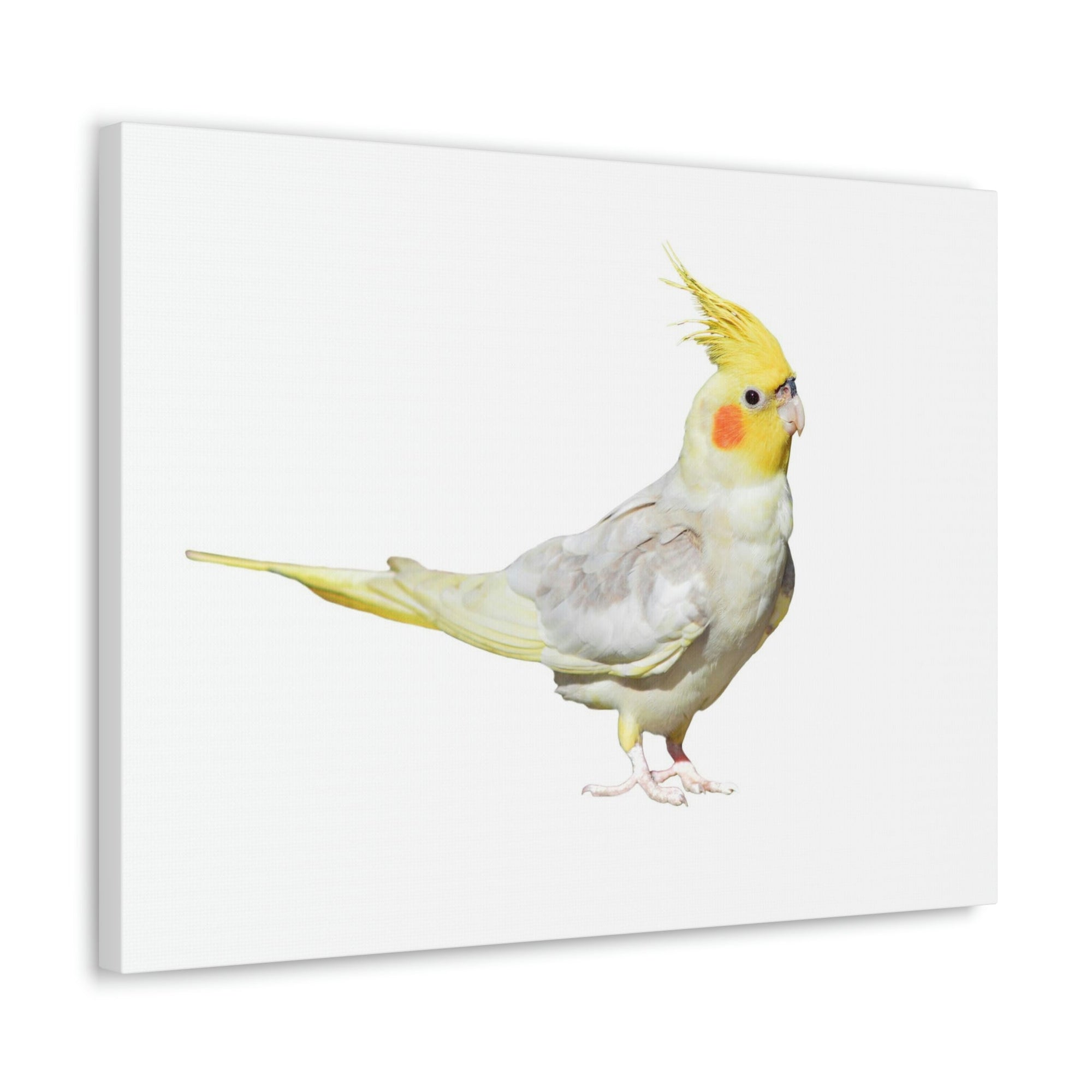 Scripture Walls Majestic Cockatiel Art Majestic Cockatiel Print Animal Wall Art Wildlife Canvas Prints Wall Art Ready to Hang Unframed-Express Your Love Gifts