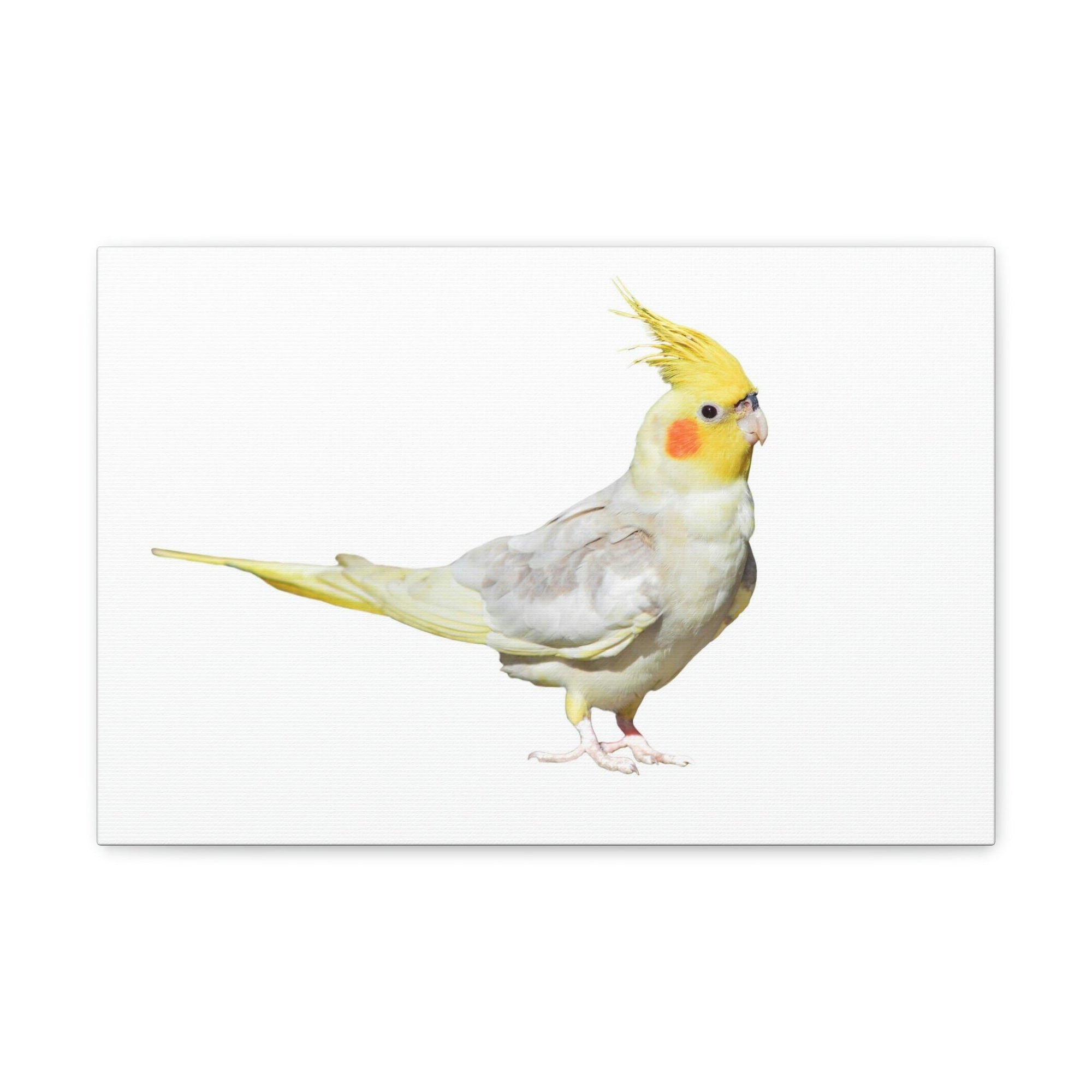 Scripture Walls Majestic Cockatiel Art Majestic Cockatiel Print Animal Wall Art Wildlife Canvas Prints Wall Art Ready to Hang Unframed-Express Your Love Gifts