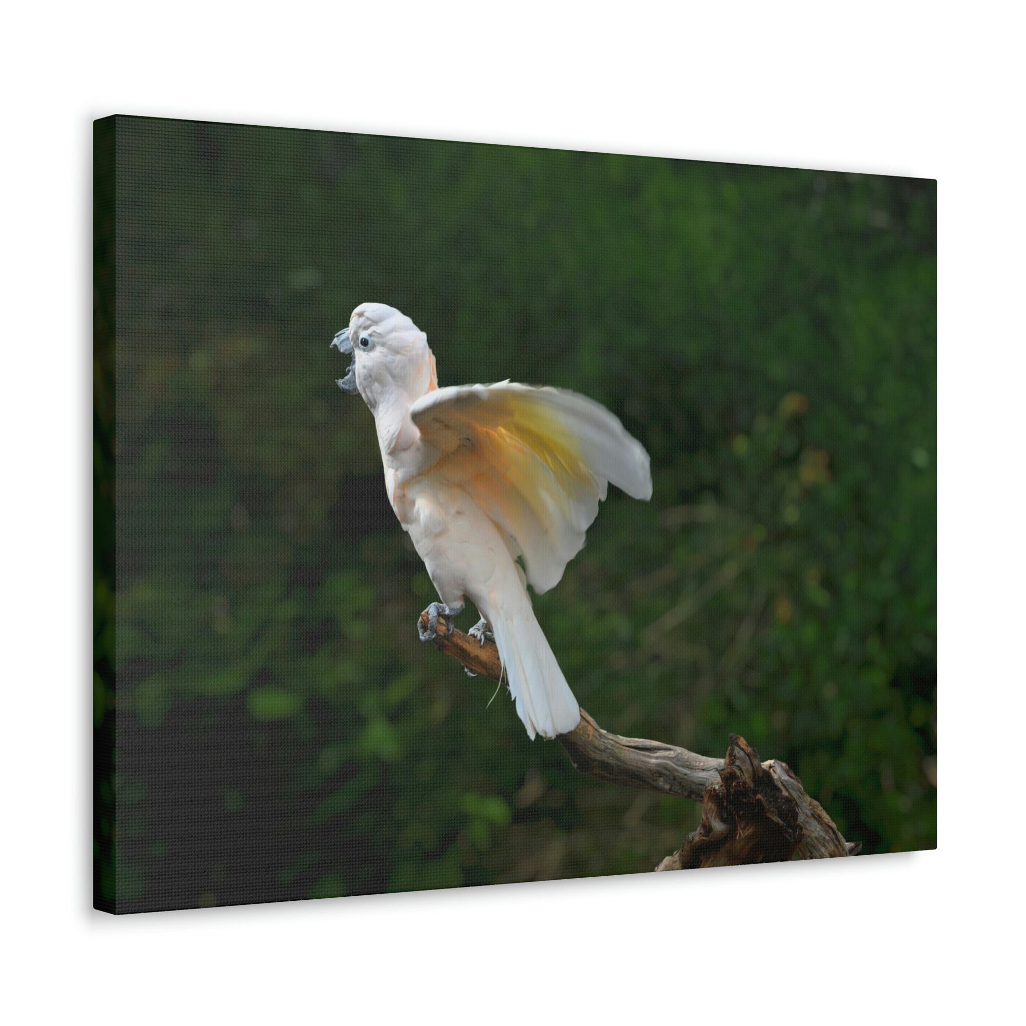 Scripture Walls Majestic Cockatoo Print Animal Wall Art Wildlife Canvas Prints Wall Art Ready to Hang Unframed-Express Your Love Gifts