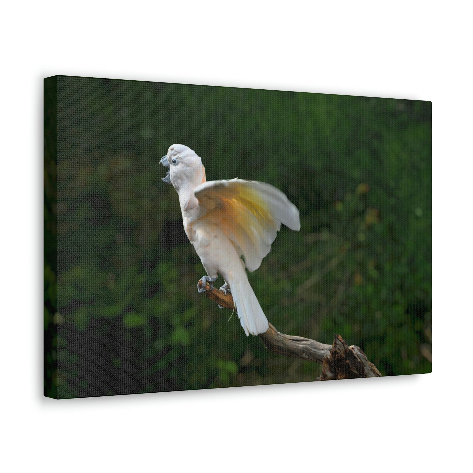 Scripture Walls Majestic Cockatoo Print Animal Wall Art Wildlife Canvas Prints Wall Art Ready to Hang Unframed-Express Your Love Gifts