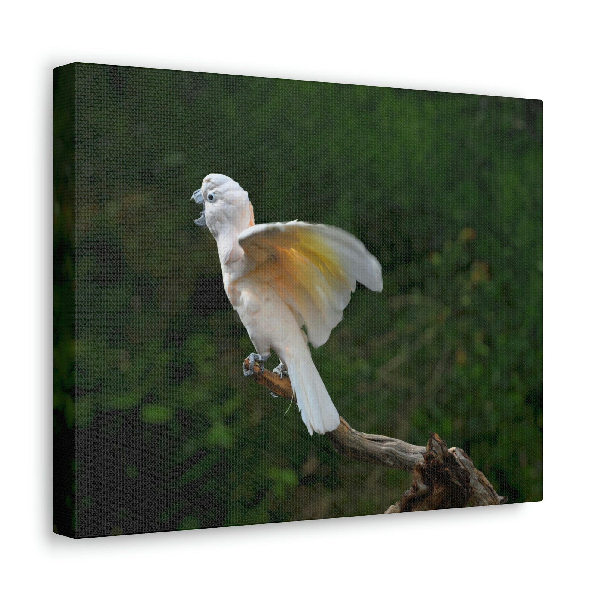 Scripture Walls Majestic Cockatoo Print Animal Wall Art Wildlife Canvas Prints Wall Art Ready to Hang Unframed-Express Your Love Gifts