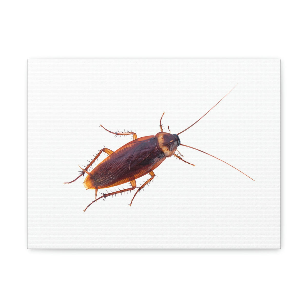 Scripture Walls Majestic Cockroach Art Majestic Cockroach Print Animal Wall Art Wildlife Canvas Prints Wall Art Ready to Hang Unframed-Express Your Love Gifts