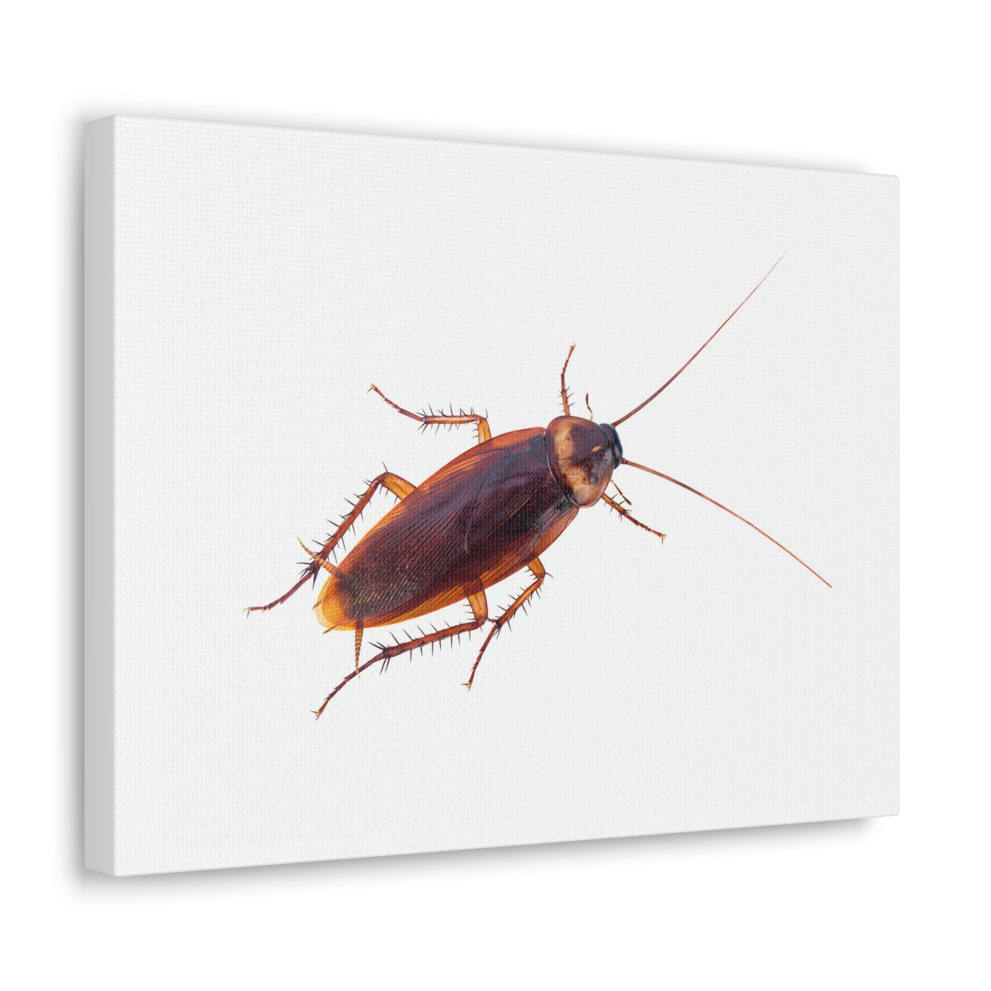 Scripture Walls Majestic Cockroach Art Majestic Cockroach Print Animal Wall Art Wildlife Canvas Prints Wall Art Ready to Hang Unframed-Express Your Love Gifts