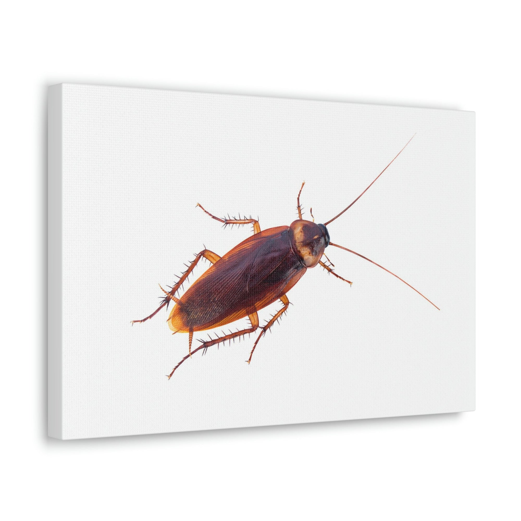 Scripture Walls Majestic Cockroach Art Majestic Cockroach Print Animal Wall Art Wildlife Canvas Prints Wall Art Ready to Hang Unframed-Express Your Love Gifts