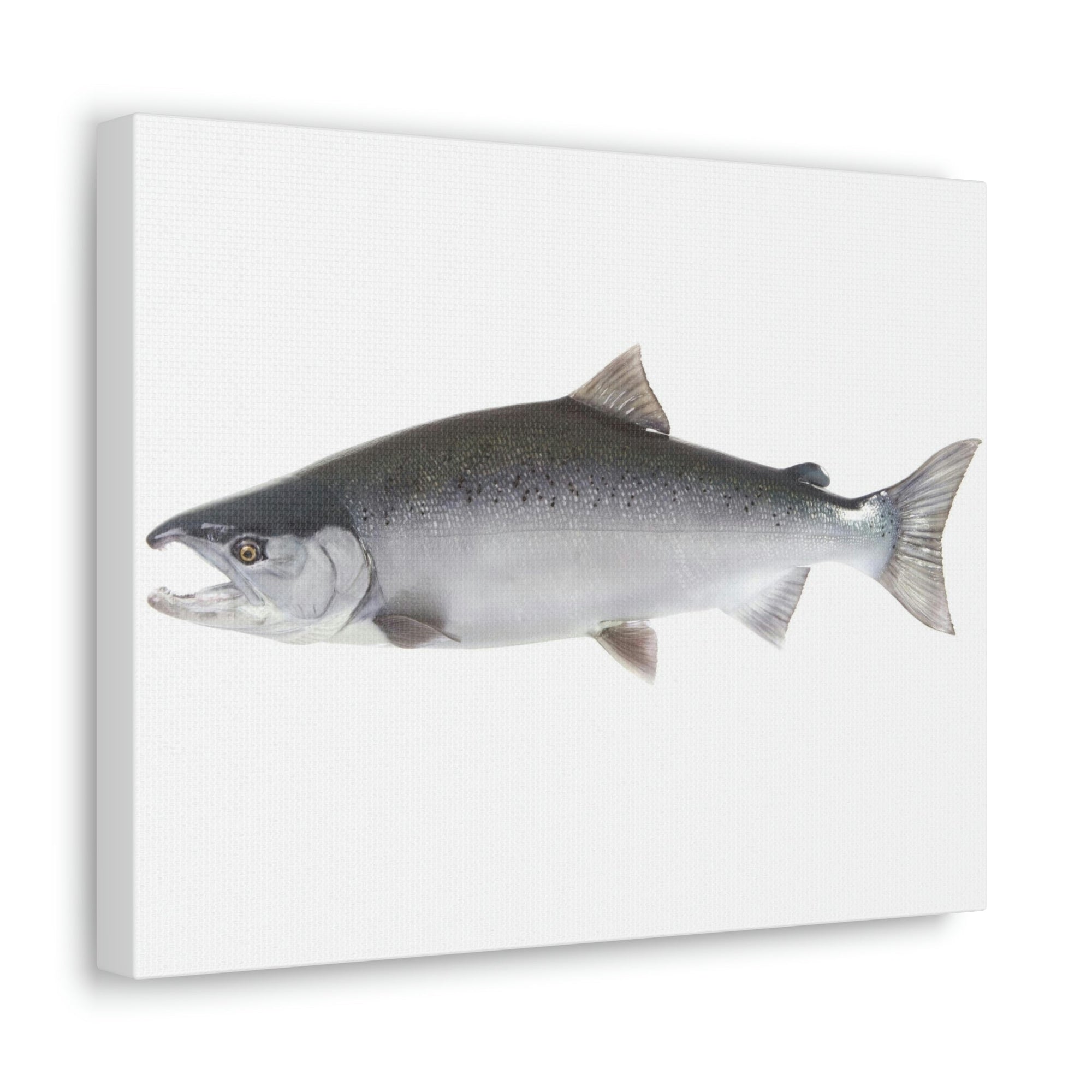 Scripture Walls Majestic Coho Art Majestic Coho Print Animal Wall Art Wildlife Canvas Prints Wall Art Ready to Hang Unframed-Express Your Love Gifts