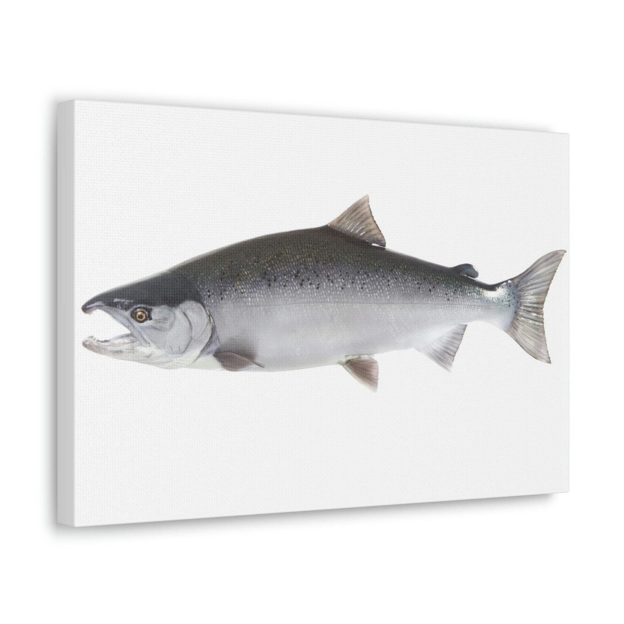 Scripture Walls Majestic Coho Art Majestic Coho Print Animal Wall Art Wildlife Canvas Prints Wall Art Ready to Hang Unframed-Express Your Love Gifts