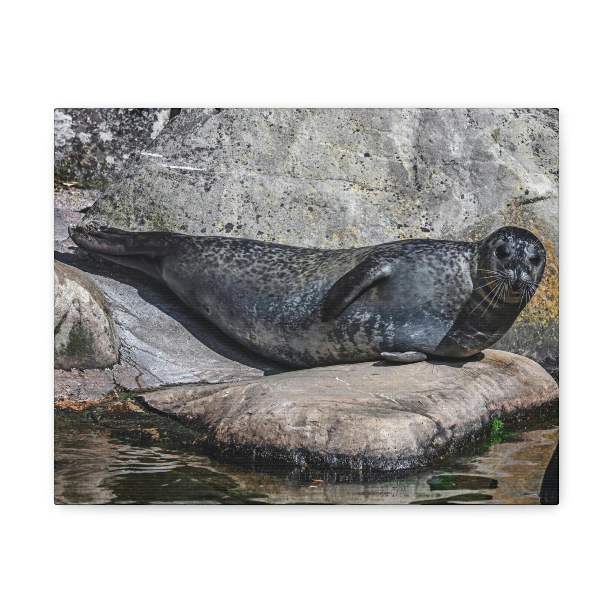 Scripture Walls Majestic Common Seal Art Majestic Common Seal Print Animal Wall Art Wildlife Canvas Prints Wall Art Ready to Hang Unframed-Express Your Love Gifts