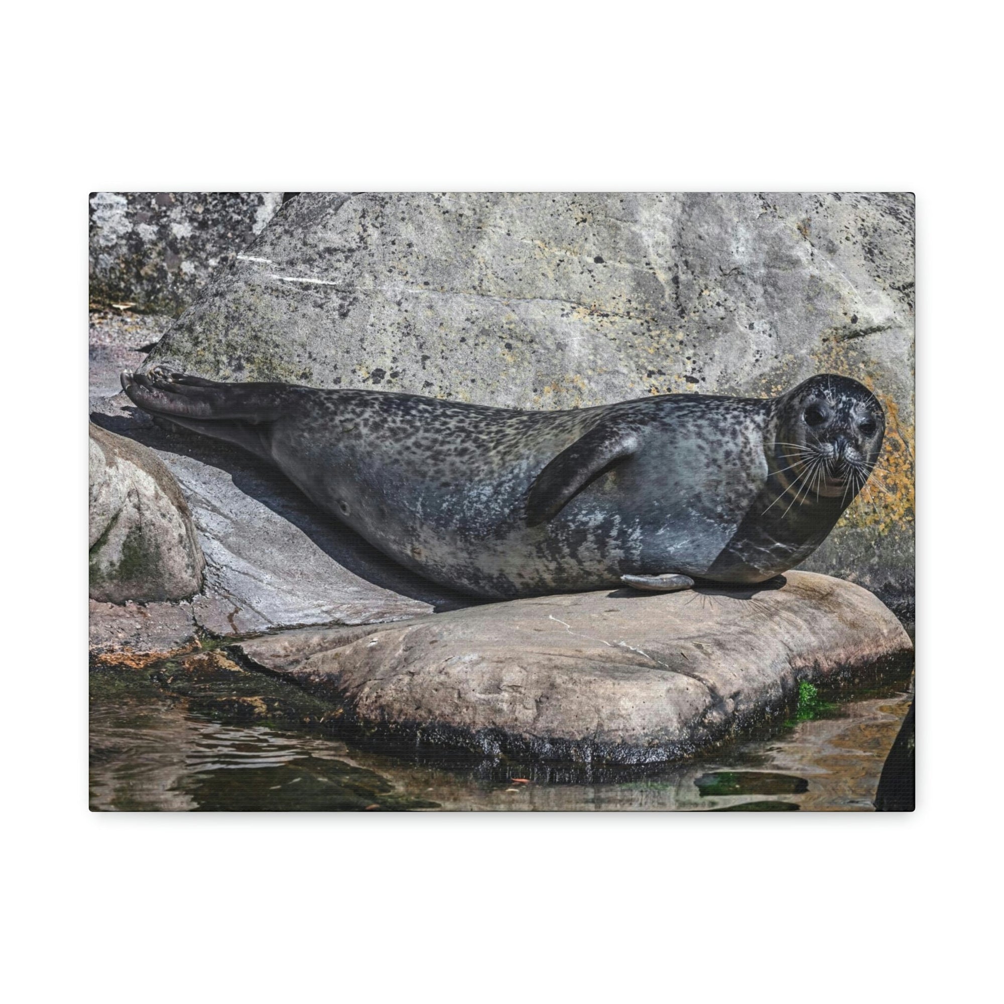 Scripture Walls Majestic Common Seal Art Majestic Common Seal Print Animal Wall Art Wildlife Canvas Prints Wall Art Ready to Hang Unframed-Express Your Love Gifts