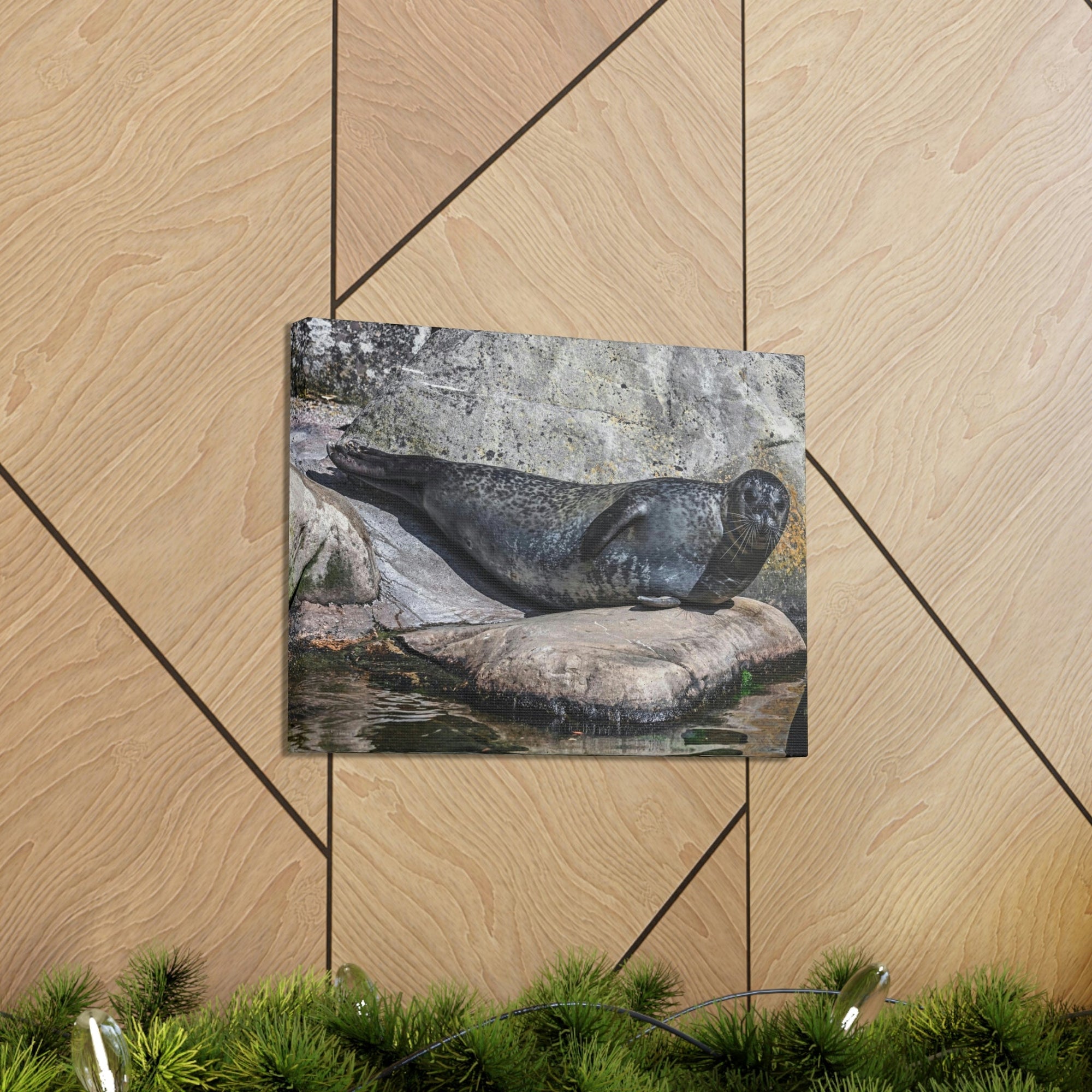 Scripture Walls Majestic Common Seal Art Majestic Common Seal Print Animal Wall Art Wildlife Canvas Prints Wall Art Ready to Hang Unframed-Express Your Love Gifts