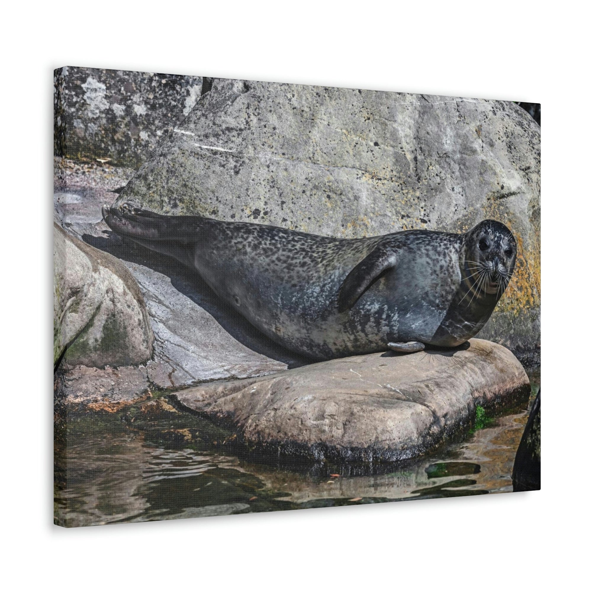 Scripture Walls Majestic Common Seal Art Majestic Common Seal Print Animal Wall Art Wildlife Canvas Prints Wall Art Ready to Hang Unframed-Express Your Love Gifts