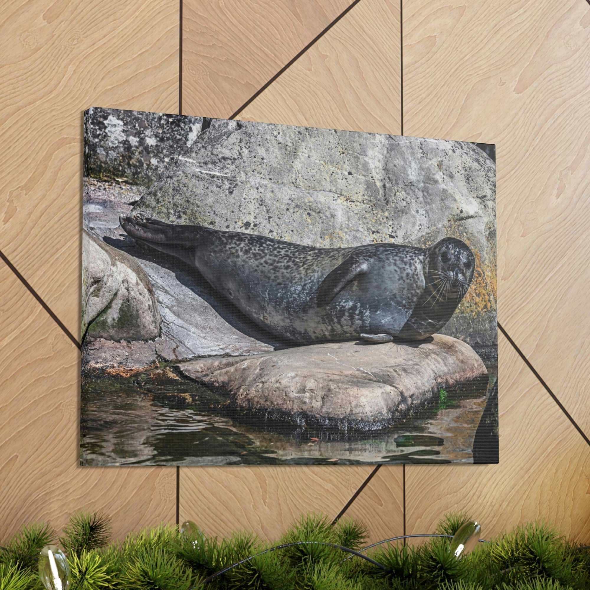 Scripture Walls Majestic Common Seal Art Majestic Common Seal Print Animal Wall Art Wildlife Canvas Prints Wall Art Ready to Hang Unframed-Express Your Love Gifts