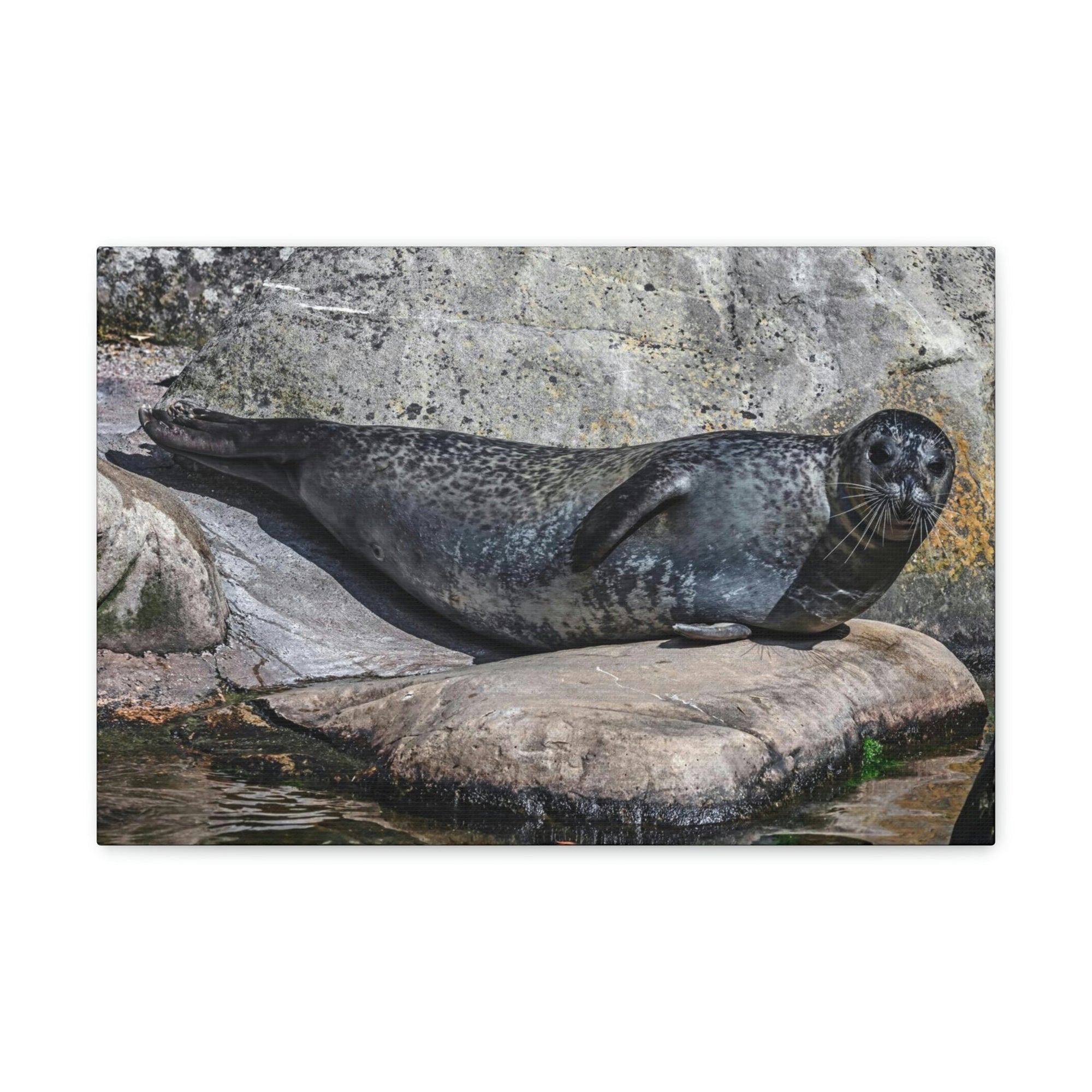 Scripture Walls Majestic Common Seal Art Majestic Common Seal Print Animal Wall Art Wildlife Canvas Prints Wall Art Ready to Hang Unframed-Express Your Love Gifts