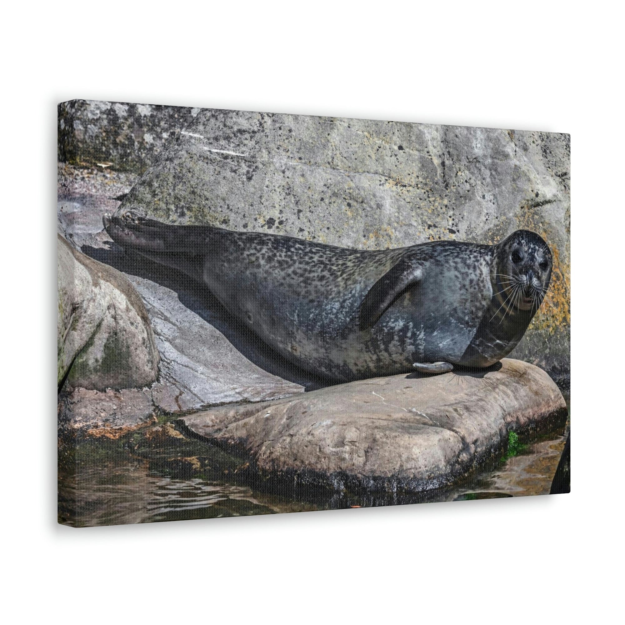 Scripture Walls Majestic Common Seal Art Majestic Common Seal Print Animal Wall Art Wildlife Canvas Prints Wall Art Ready to Hang Unframed-Express Your Love Gifts