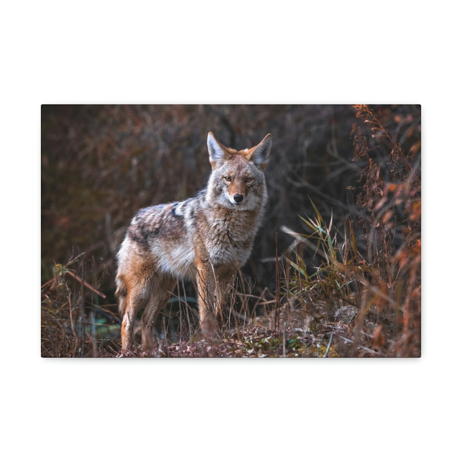 Scripture Walls Majestic Coyote Art Majestic Coyote Print Animal Wall Art Wildlife Canvas Prints Wall Art Ready to Hang Unframed-Express Your Love Gifts