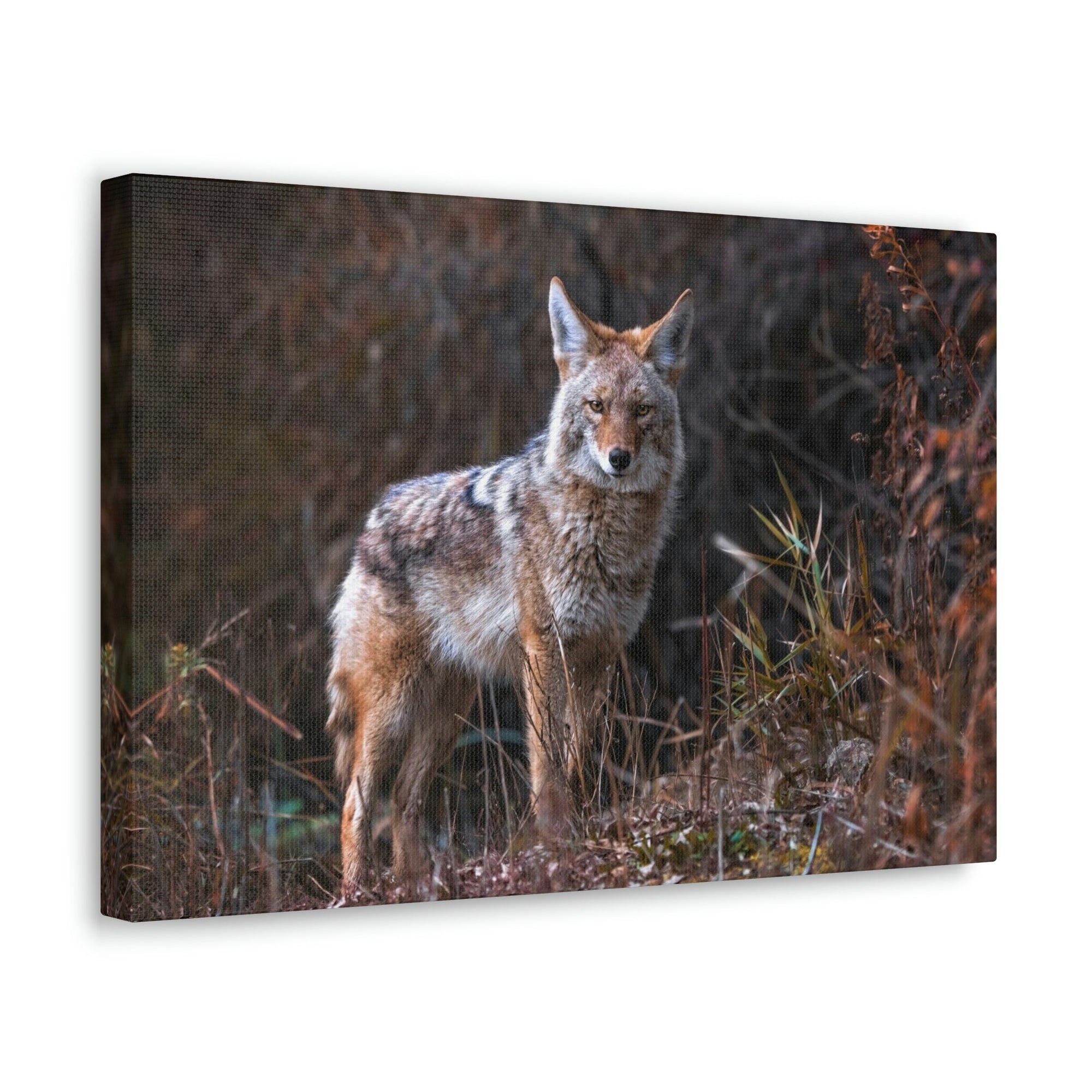 Scripture Walls Majestic Coyote Art Majestic Coyote Print Animal Wall Art Wildlife Canvas Prints Wall Art Ready to Hang Unframed-Express Your Love Gifts