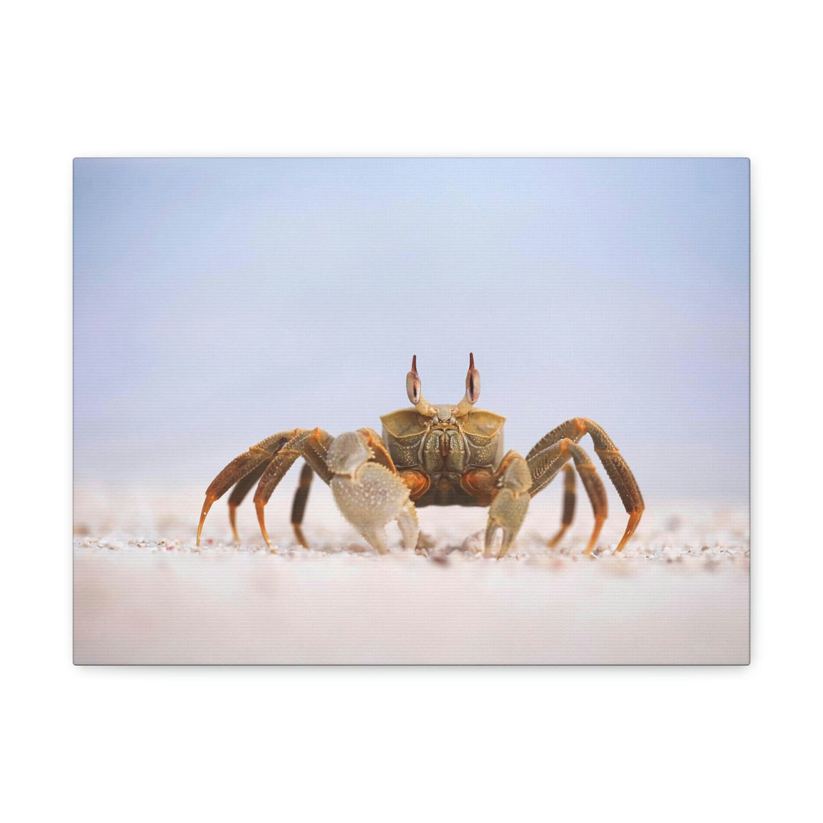 Scripture Walls Majestic Crab Art Majestic Crab Print Animal Wall Art Wildlife Canvas Prints Wall Art Ready to Hang Unframed-Express Your Love Gifts