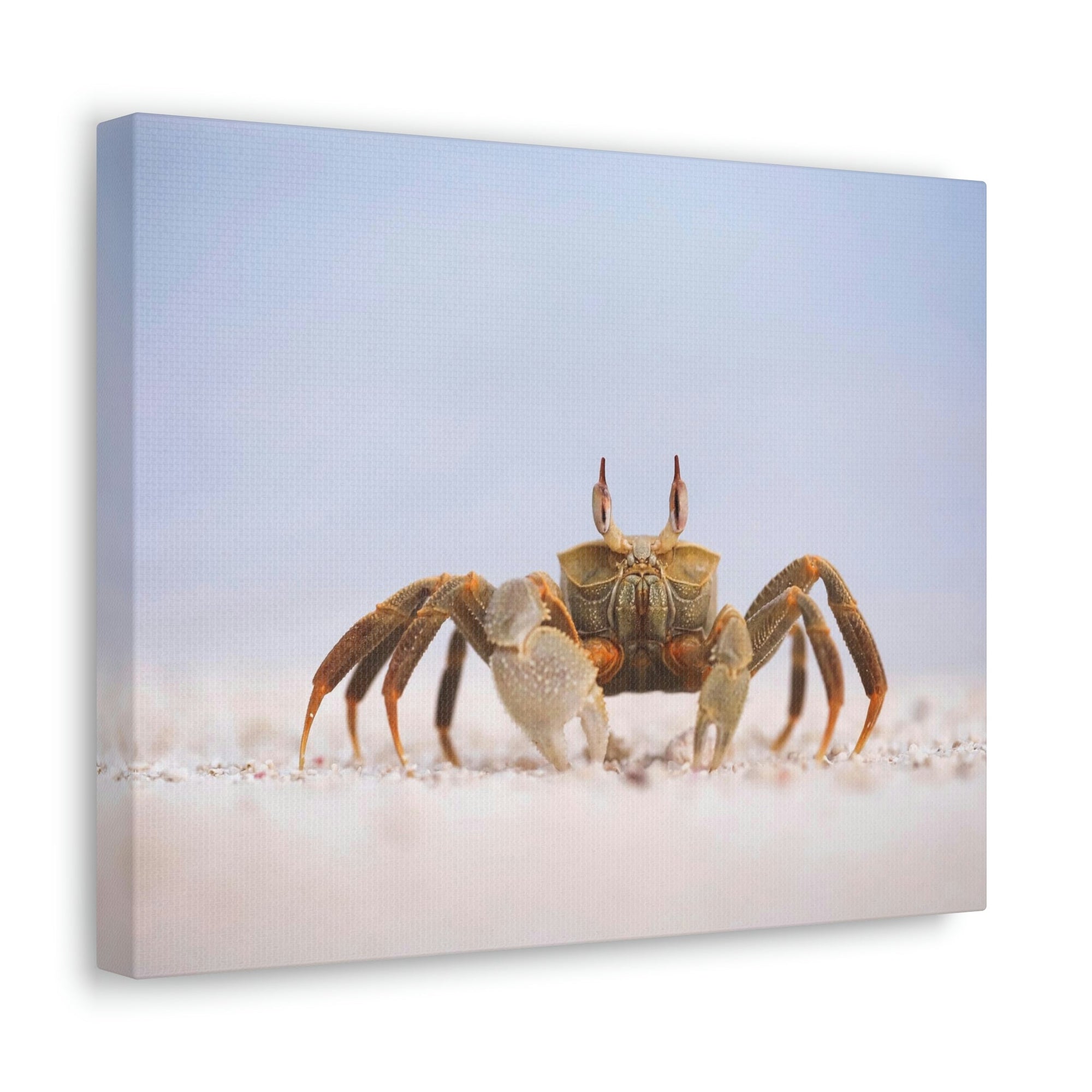 Scripture Walls Majestic Crab Art Majestic Crab Print Animal Wall Art Wildlife Canvas Prints Wall Art Ready to Hang Unframed-Express Your Love Gifts