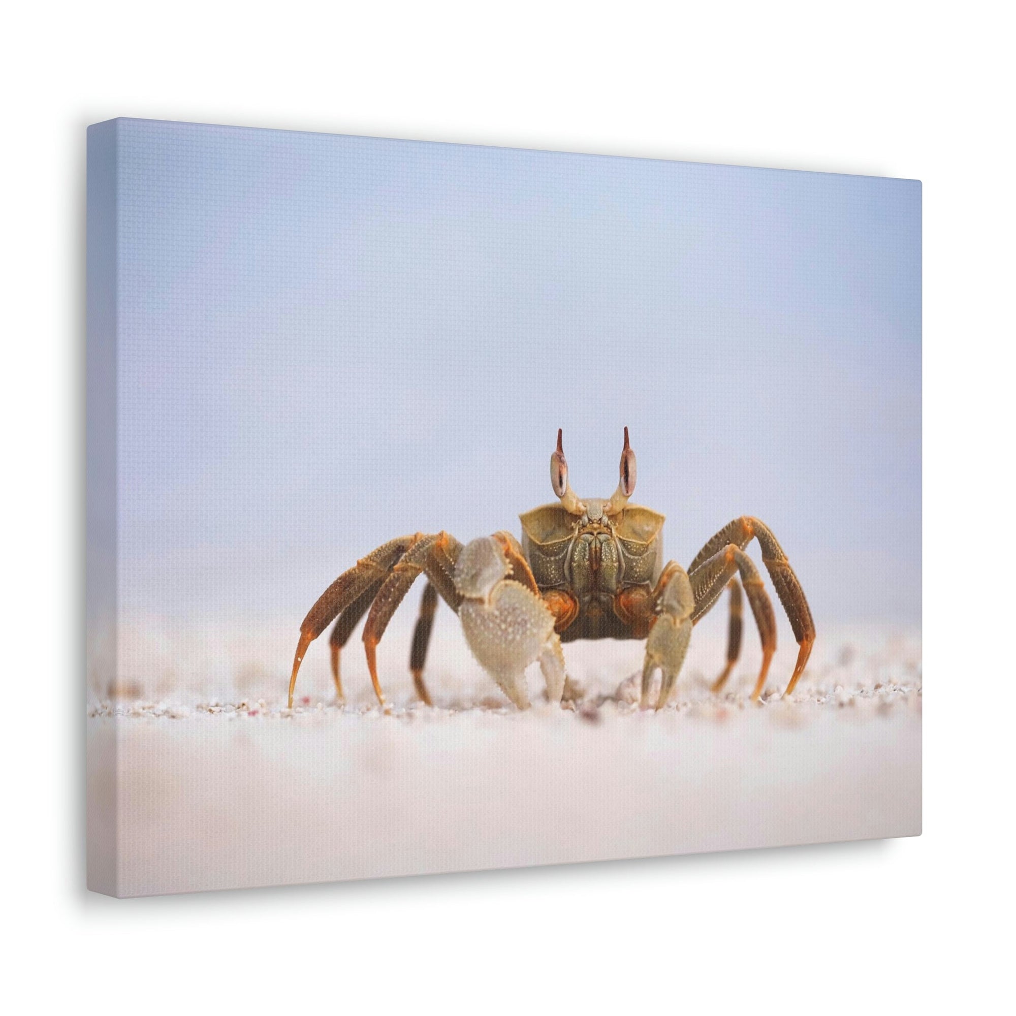 Scripture Walls Majestic Crab Art Majestic Crab Print Animal Wall Art Wildlife Canvas Prints Wall Art Ready to Hang Unframed-Express Your Love Gifts