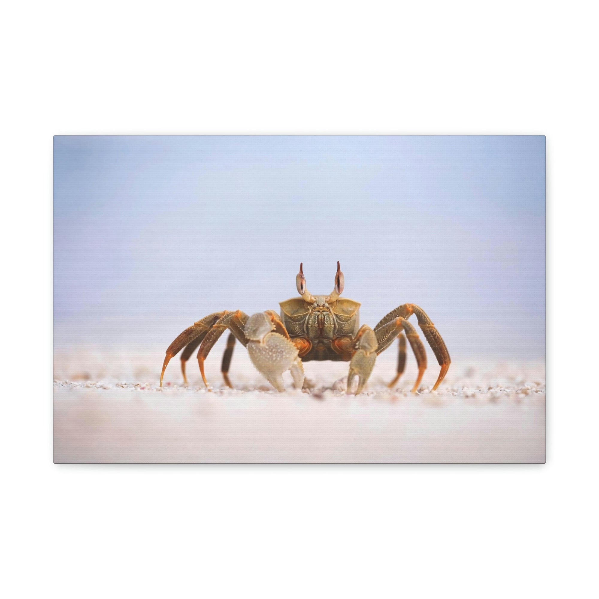 Scripture Walls Majestic Crab Art Majestic Crab Print Animal Wall Art Wildlife Canvas Prints Wall Art Ready to Hang Unframed-Express Your Love Gifts