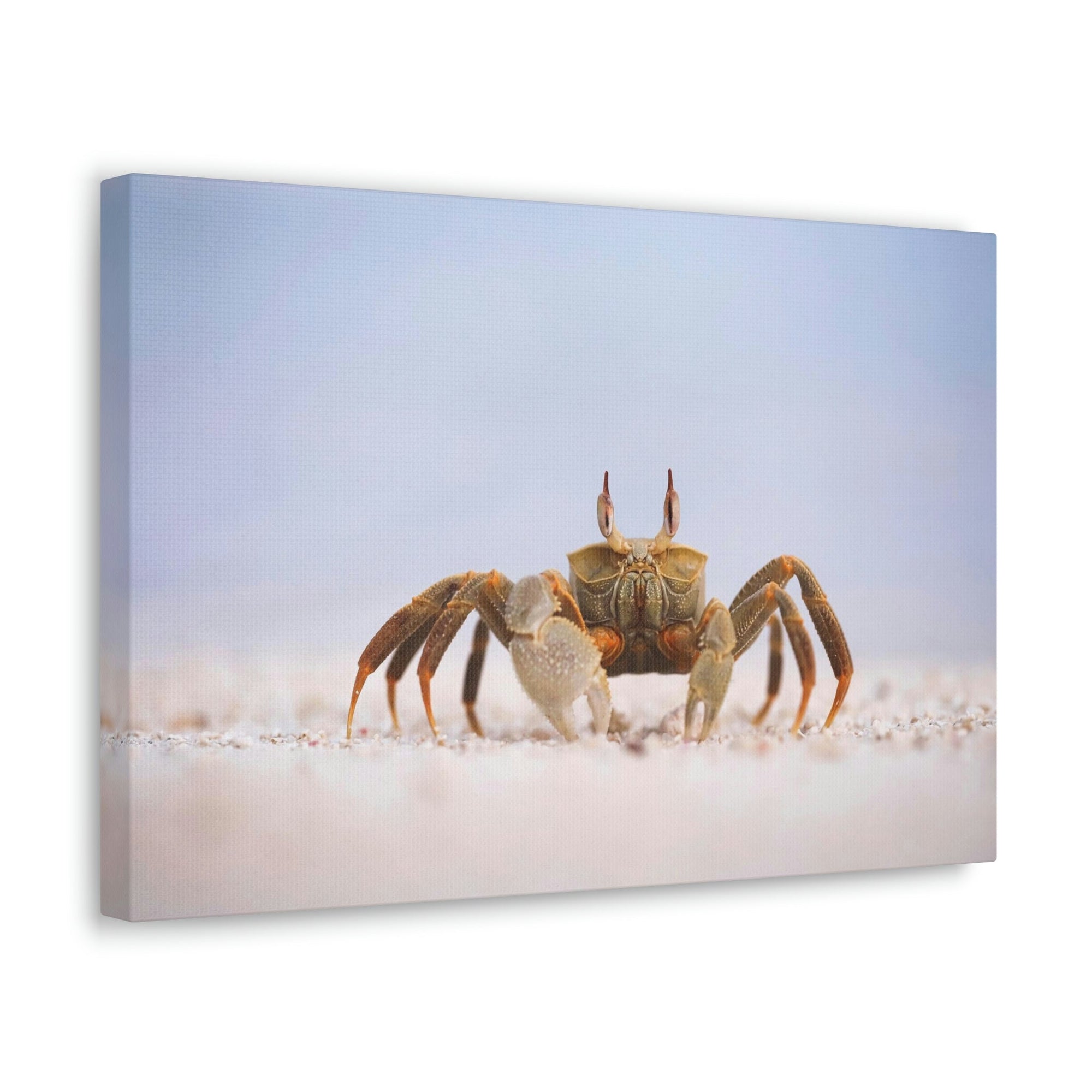 Scripture Walls Majestic Crab Art Majestic Crab Print Animal Wall Art Wildlife Canvas Prints Wall Art Ready to Hang Unframed-Express Your Love Gifts