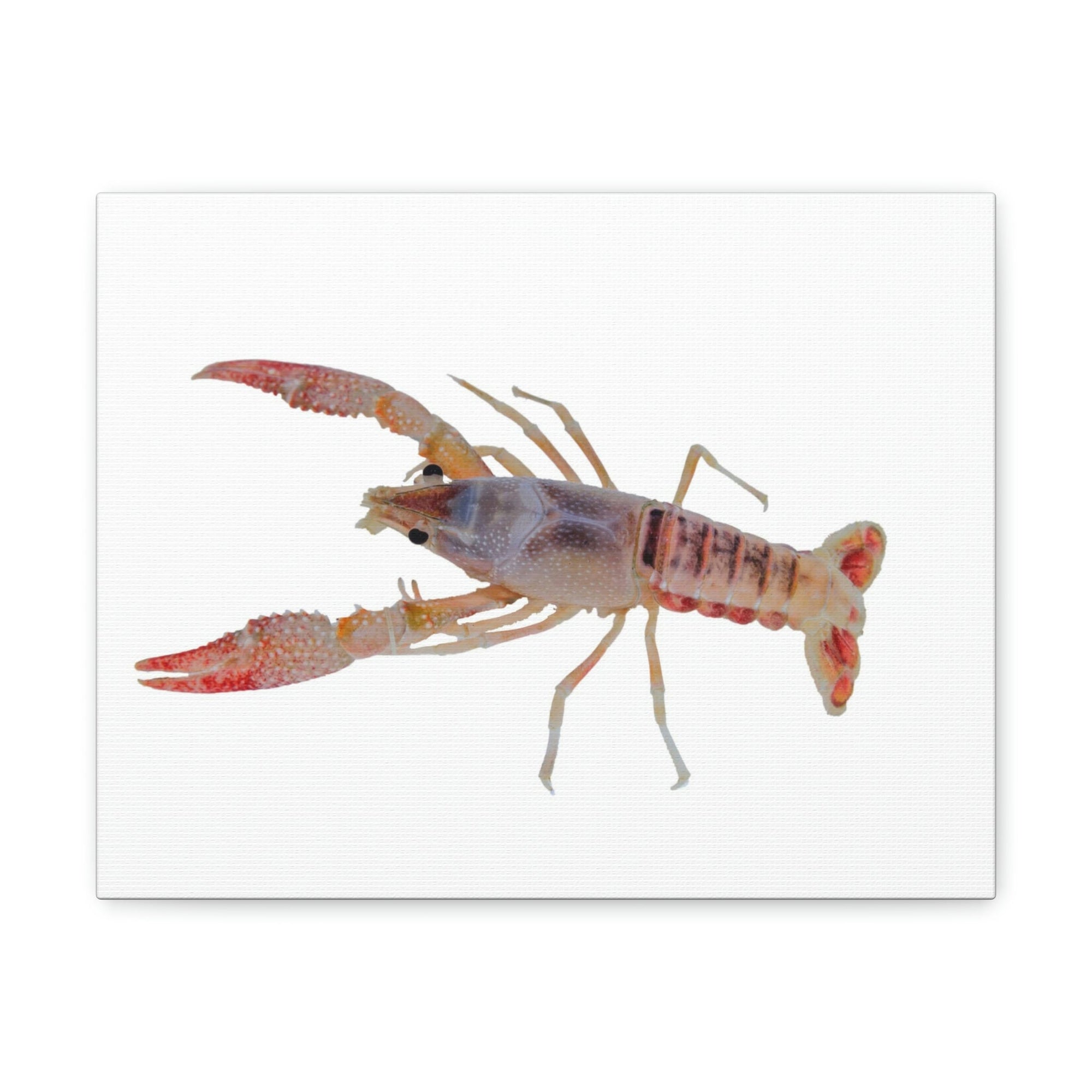 Scripture Walls Majestic Cray Fish Art Majestic Cray Fish Print Animal Wall Art Wildlife Canvas Prints Wall Art Ready to Hang Unframed-Express Your Love Gifts