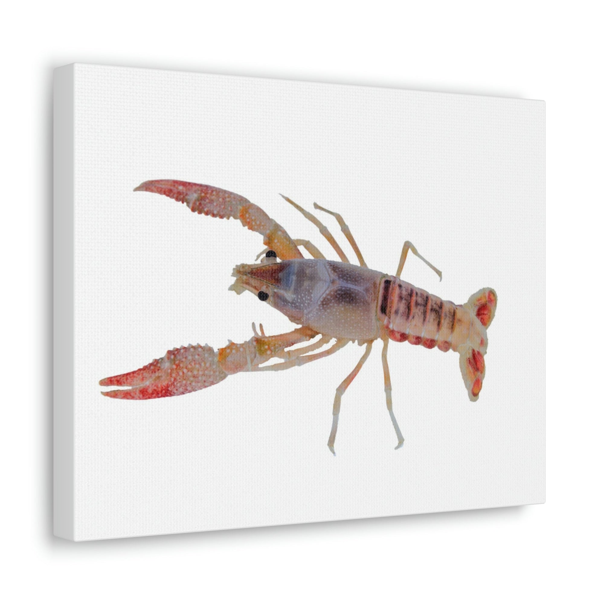 Scripture Walls Majestic Cray Fish Art Majestic Cray Fish Print Animal Wall Art Wildlife Canvas Prints Wall Art Ready to Hang Unframed-Express Your Love Gifts