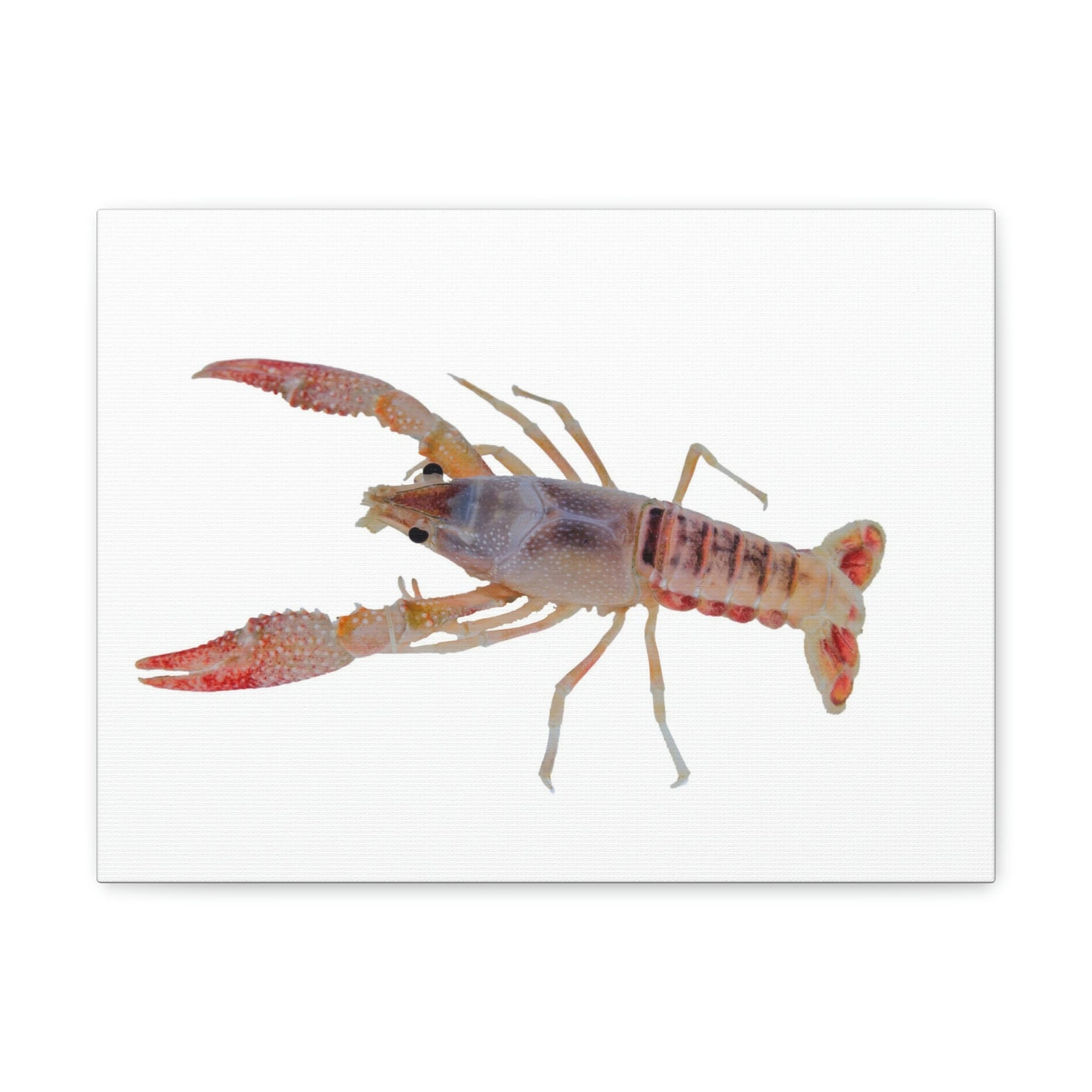 Scripture Walls Majestic Cray Fish Art Majestic Cray Fish Print Animal Wall Art Wildlife Canvas Prints Wall Art Ready to Hang Unframed-Express Your Love Gifts