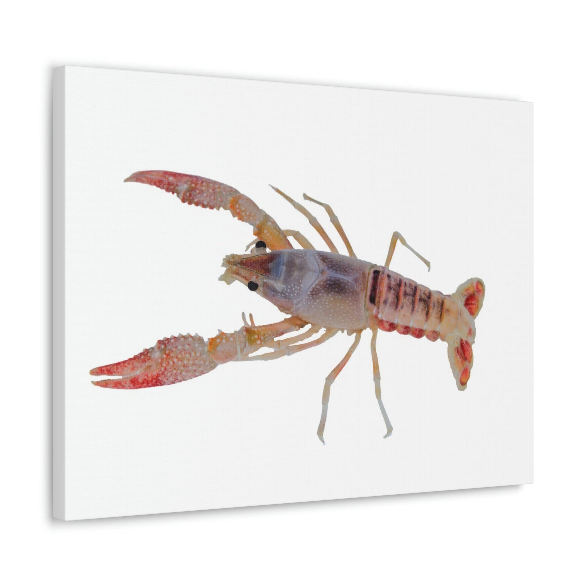 Scripture Walls Majestic Cray Fish Art Majestic Cray Fish Print Animal Wall Art Wildlife Canvas Prints Wall Art Ready to Hang Unframed-Express Your Love Gifts