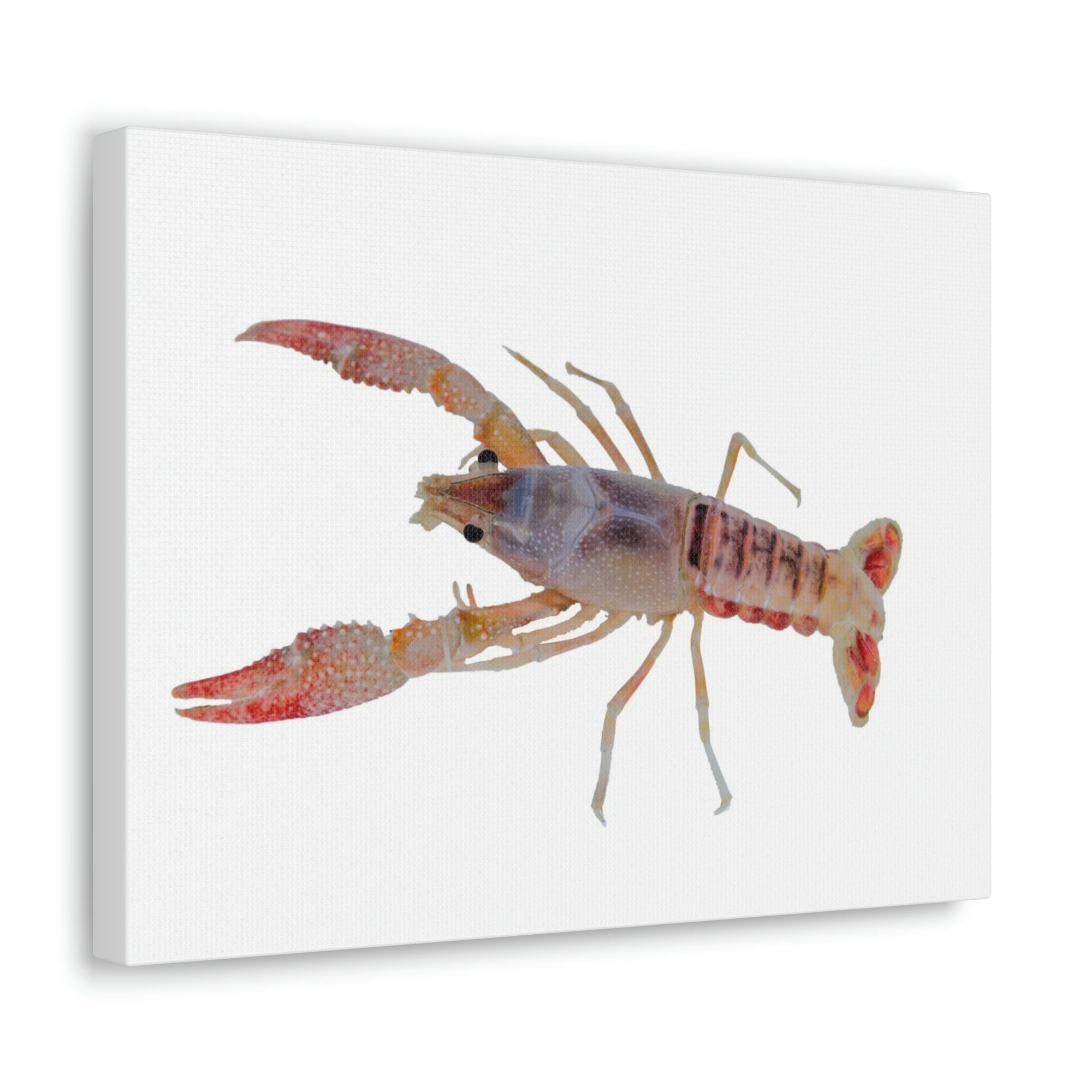 Scripture Walls Majestic Cray Fish Art Majestic Cray Fish Print Animal Wall Art Wildlife Canvas Prints Wall Art Ready to Hang Unframed-Express Your Love Gifts