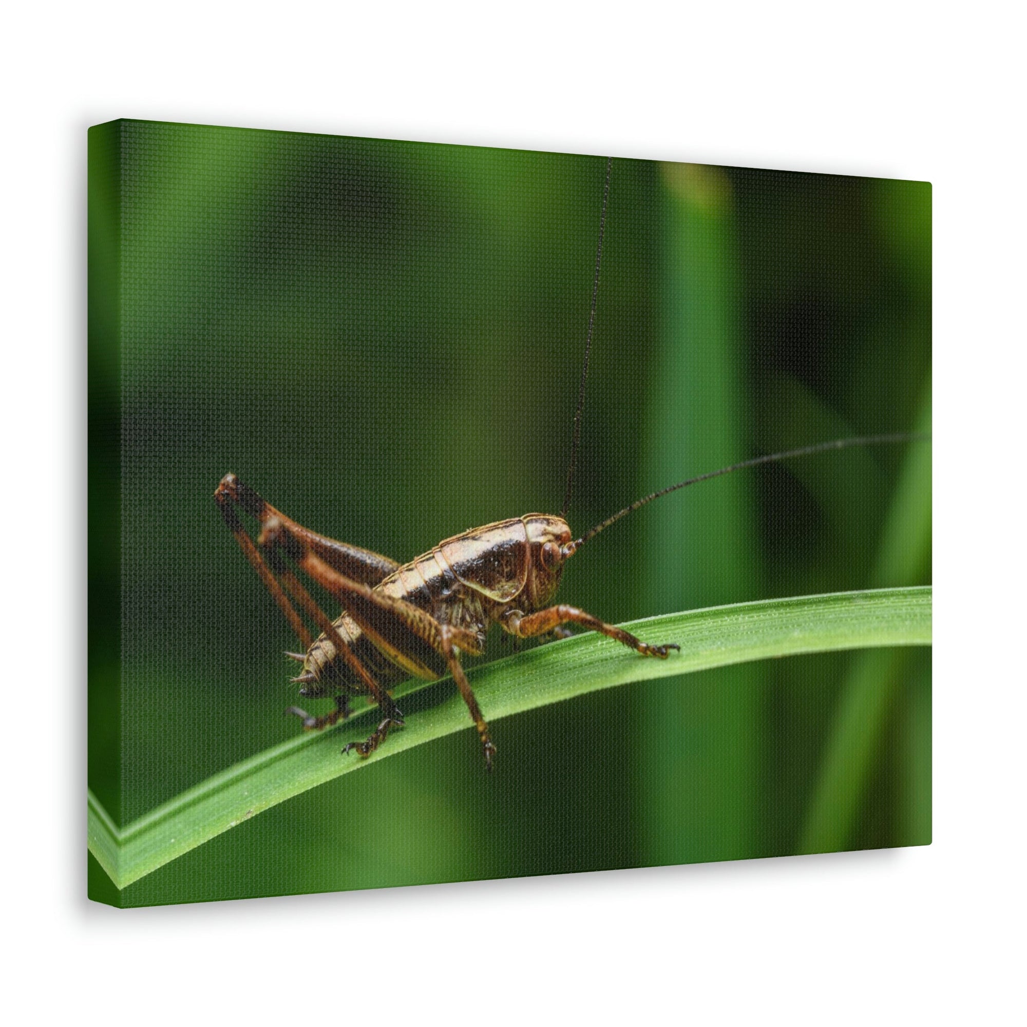 Scripture Walls Majestic Cricket Art Majestic Cricket Print Animal Wall Art Wildlife Canvas Prints Wall Art Ready to Hang Unframed-Express Your Love Gifts