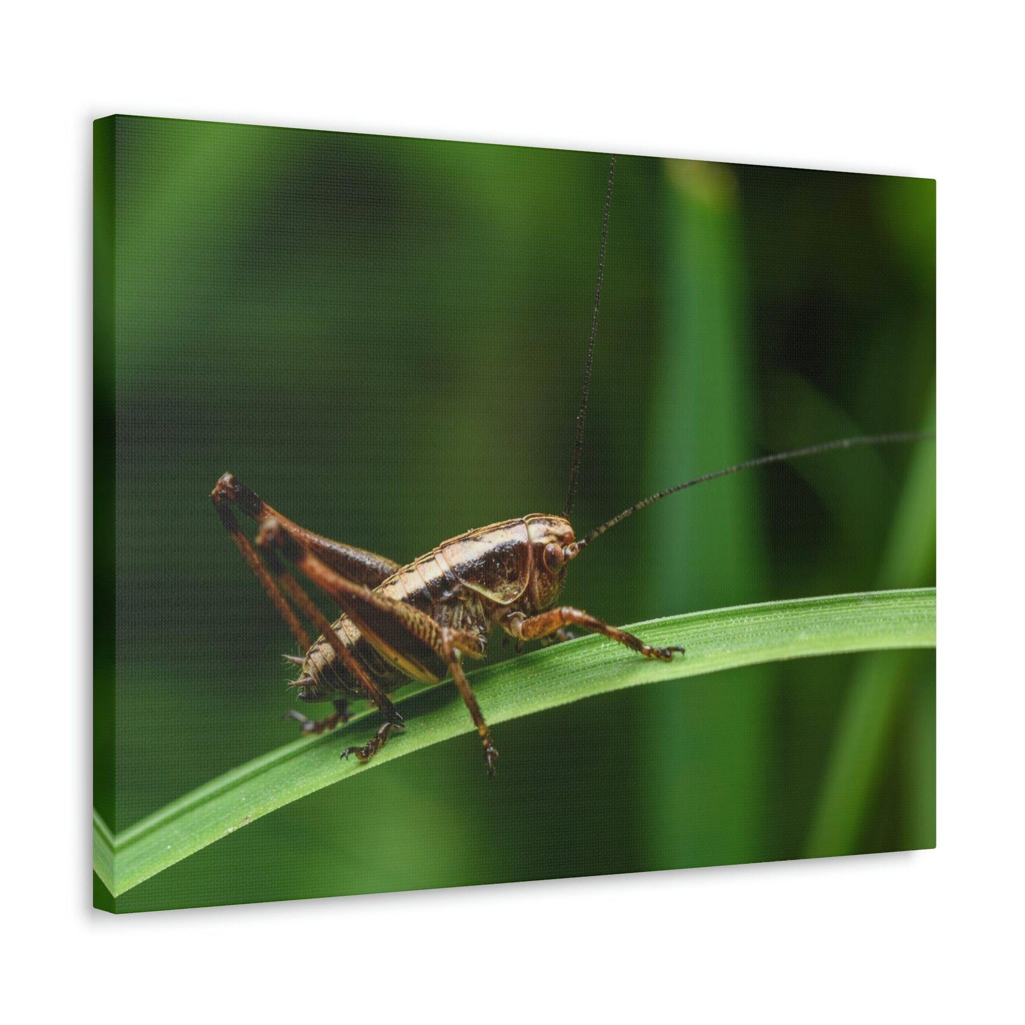 Scripture Walls Majestic Cricket Art Majestic Cricket Print Animal Wall Art Wildlife Canvas Prints Wall Art Ready to Hang Unframed-Express Your Love Gifts