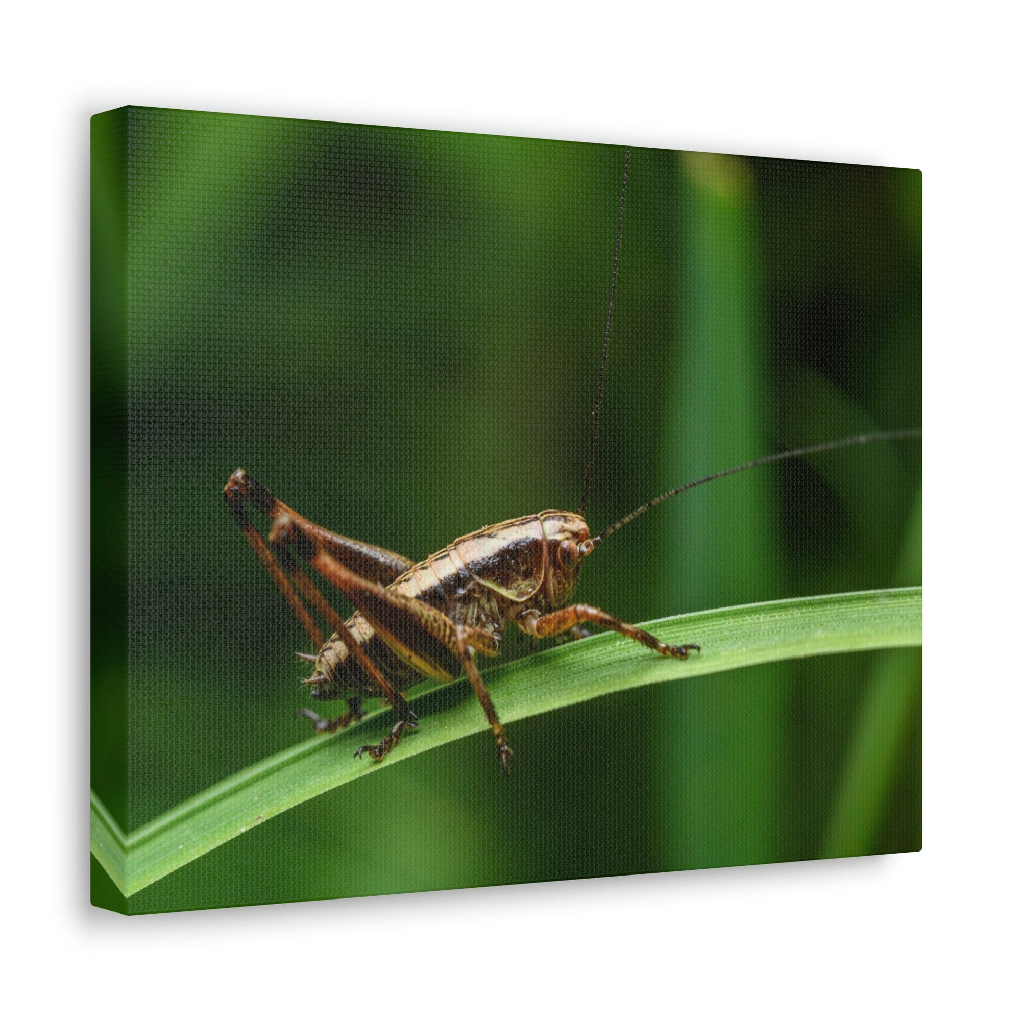 Scripture Walls Majestic Cricket Art Majestic Cricket Print Animal Wall Art Wildlife Canvas Prints Wall Art Ready to Hang Unframed-Express Your Love Gifts