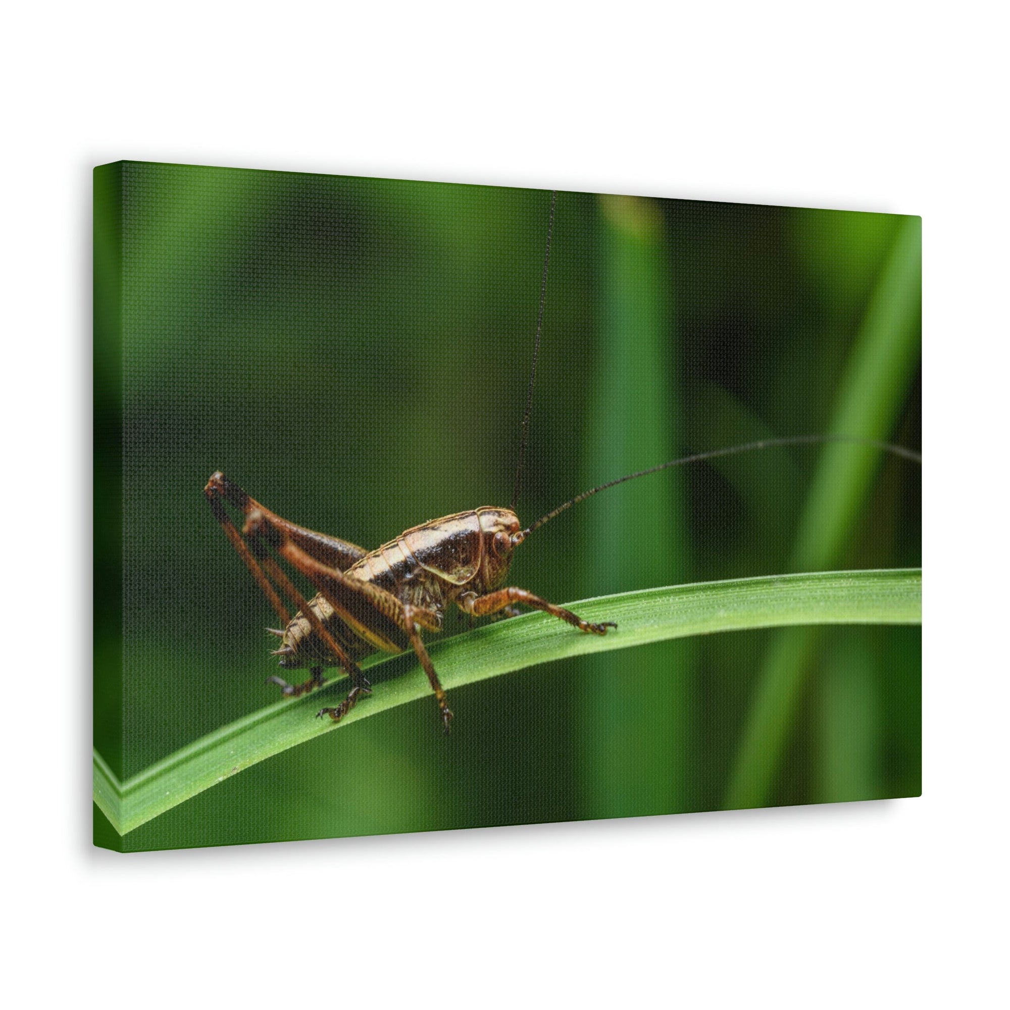 Scripture Walls Majestic Cricket Art Majestic Cricket Print Animal Wall Art Wildlife Canvas Prints Wall Art Ready to Hang Unframed-Express Your Love Gifts